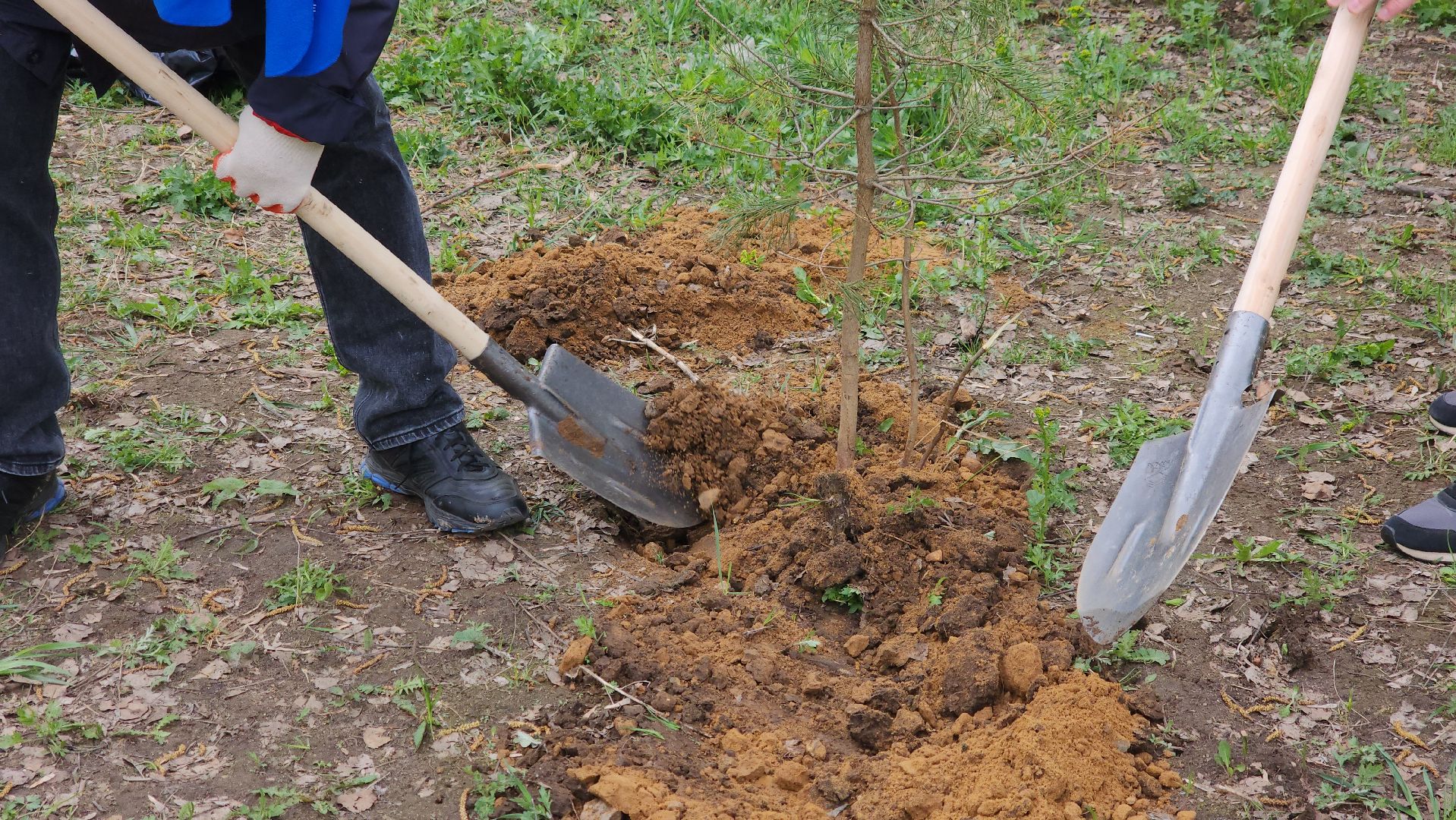 посадка кедров, Высадка сосен, щёлково, чкаловское озеро,