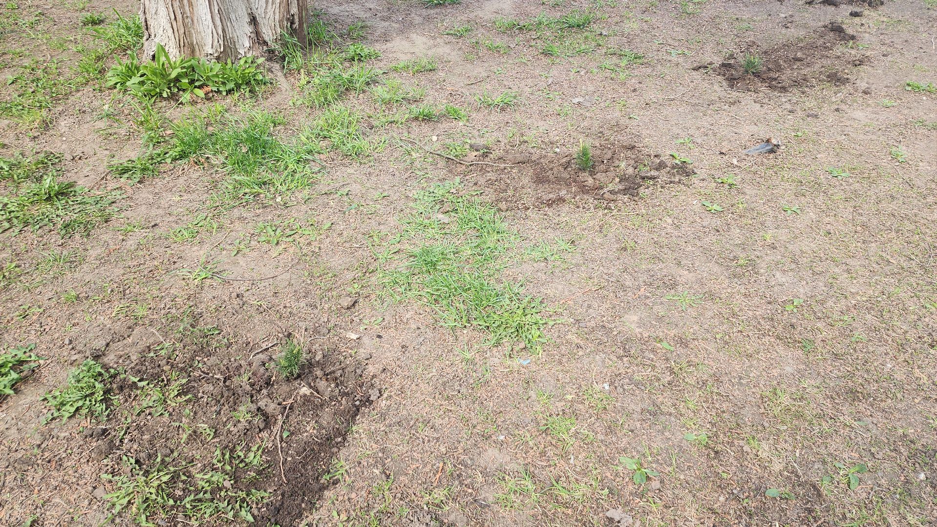 пушкино, субботник, волонтеры, волонтеры подмосковья, высадка деревьев,вертикалки,