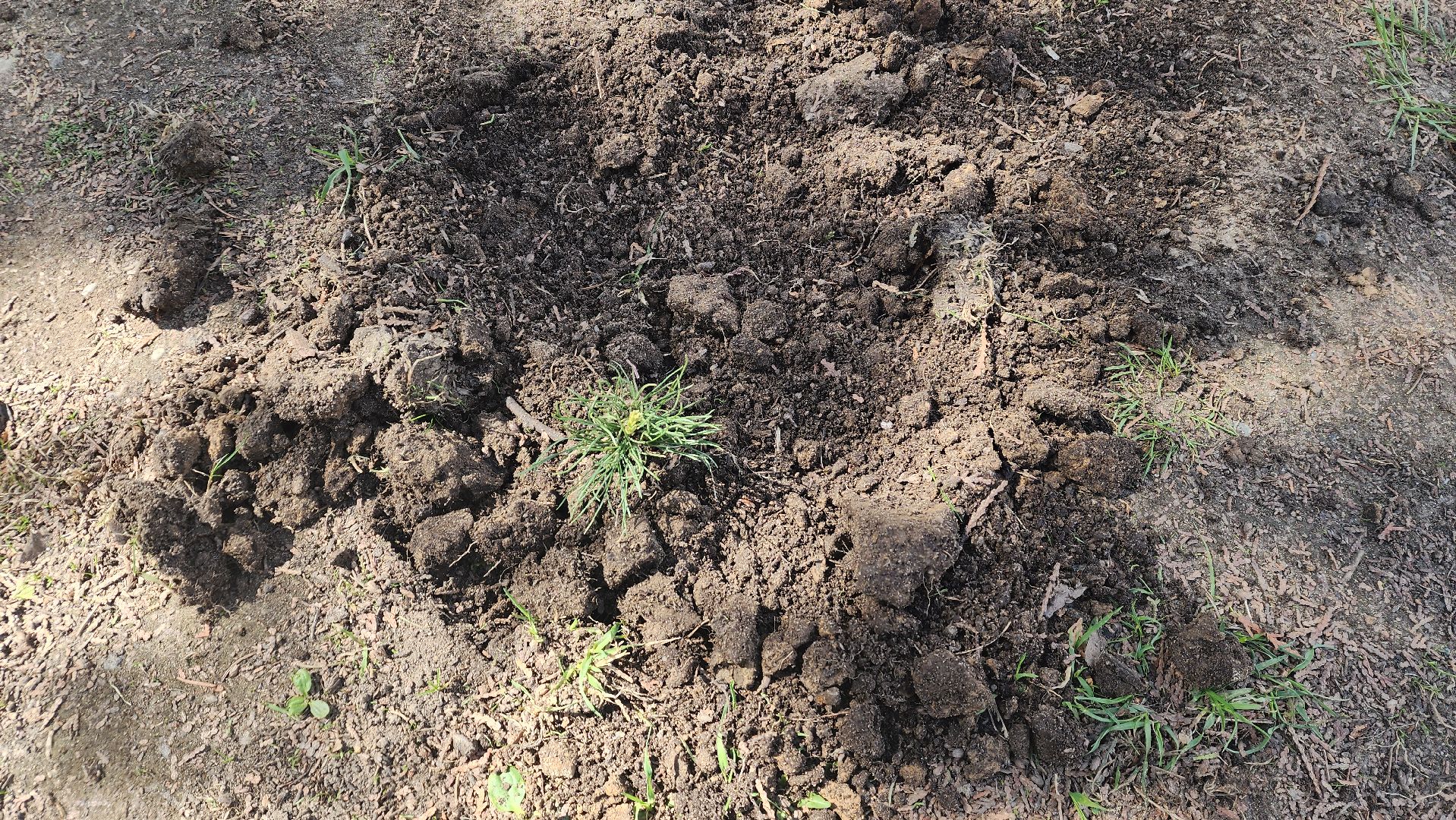 пушкино, субботник, волонтеры, волонтеры подмосковья, высадка деревьев,вертикалки,