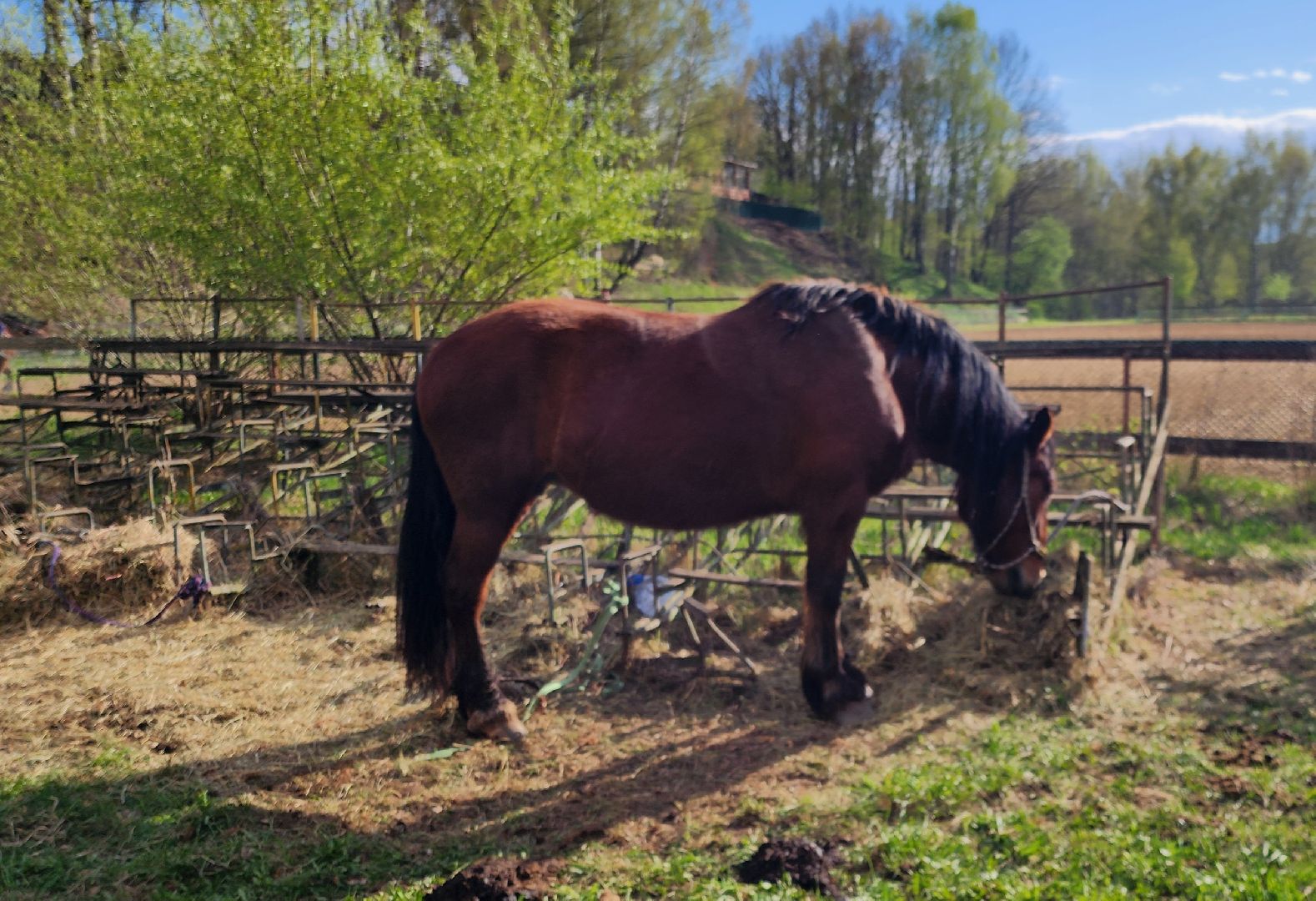 Химки, конный спорт, история,