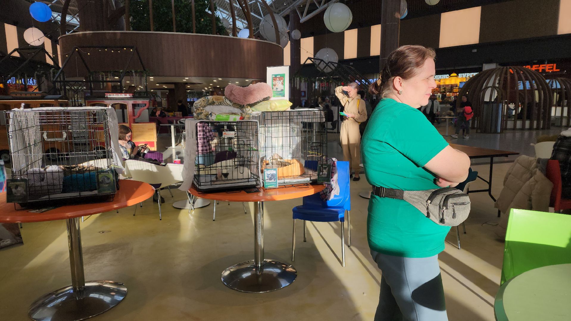 пушкино, бездомные животные, пристройство,кошки, собаки, ветеринарная клиника, лекции,общественное пространство,