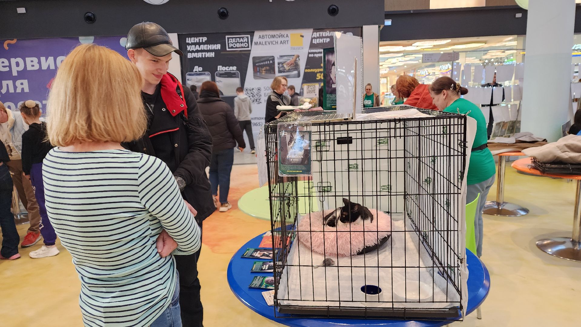 пушкино, бездомные животные, пристройство,кошки, собаки, ветеринарная клиника, лекции,общественное пространство,