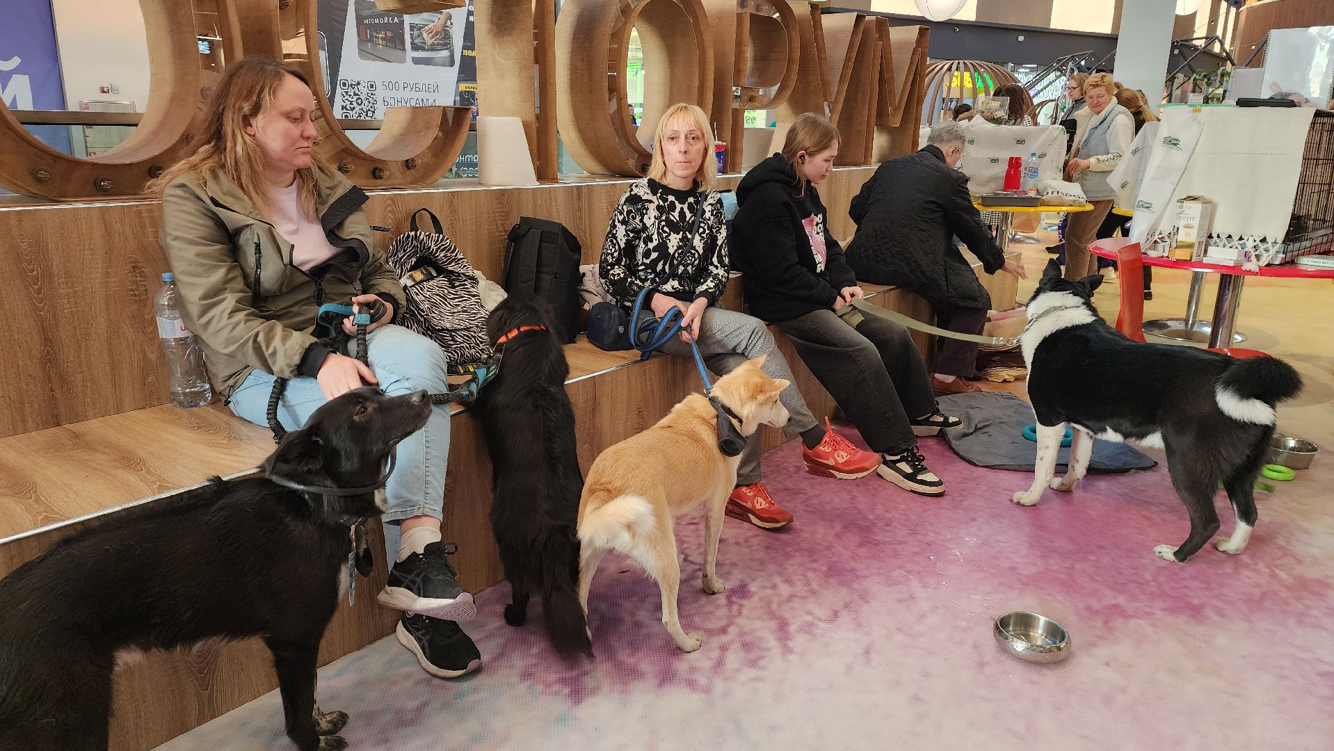 пушкино, бездомные животные, пристройство,кошки, собаки, ветеринарная клиника, лекции,общественное пространство,