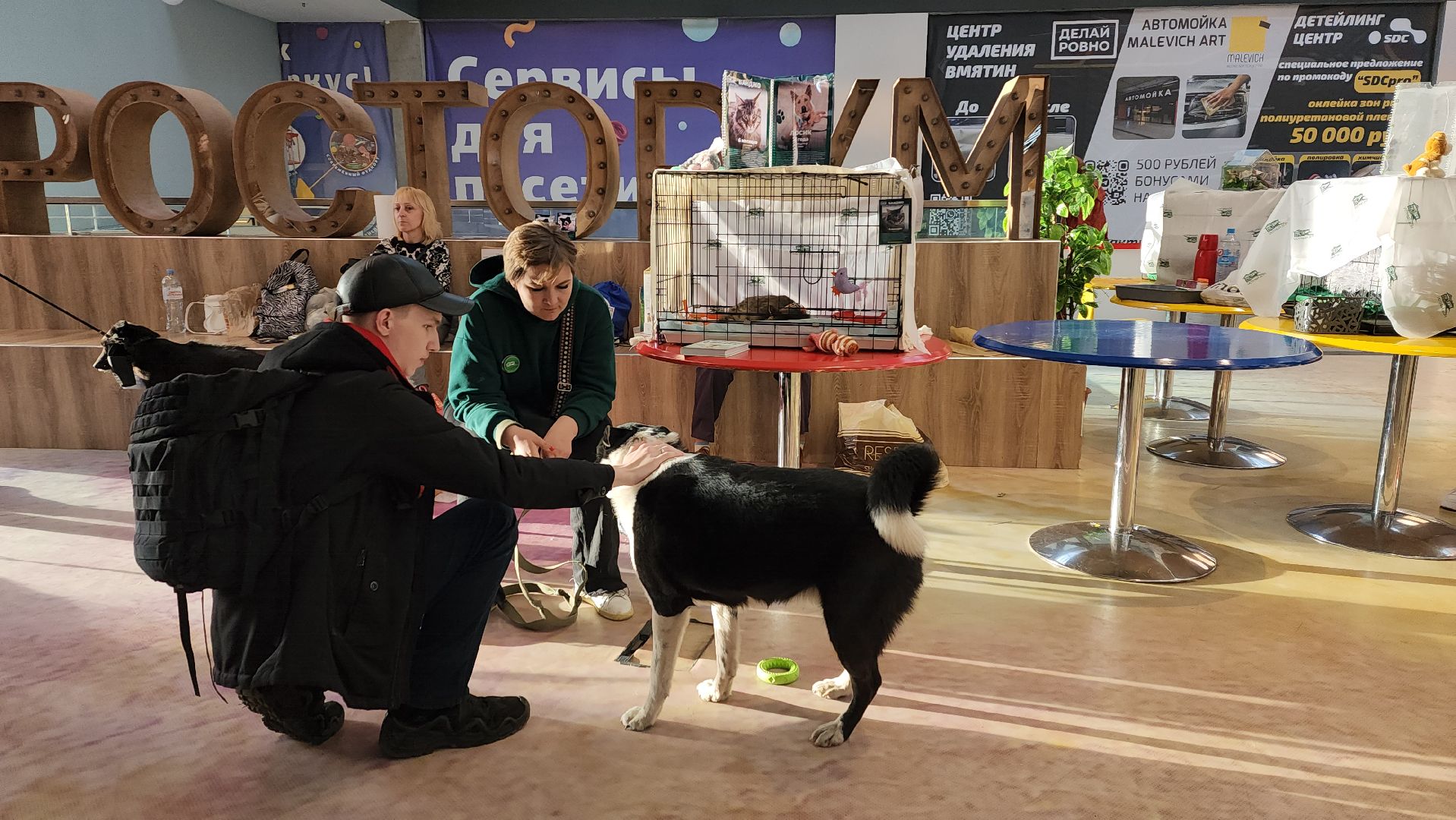 пушкино, бездомные животные, пристройство,кошки, собаки, ветеринарная клиника, лекции,общественное пространство,