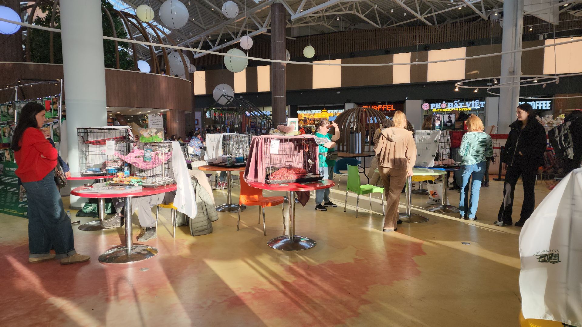 пушкино, бездомные животные, пристройство,кошки, собаки, ветеринарная клиника, лекции,общественное пространство,