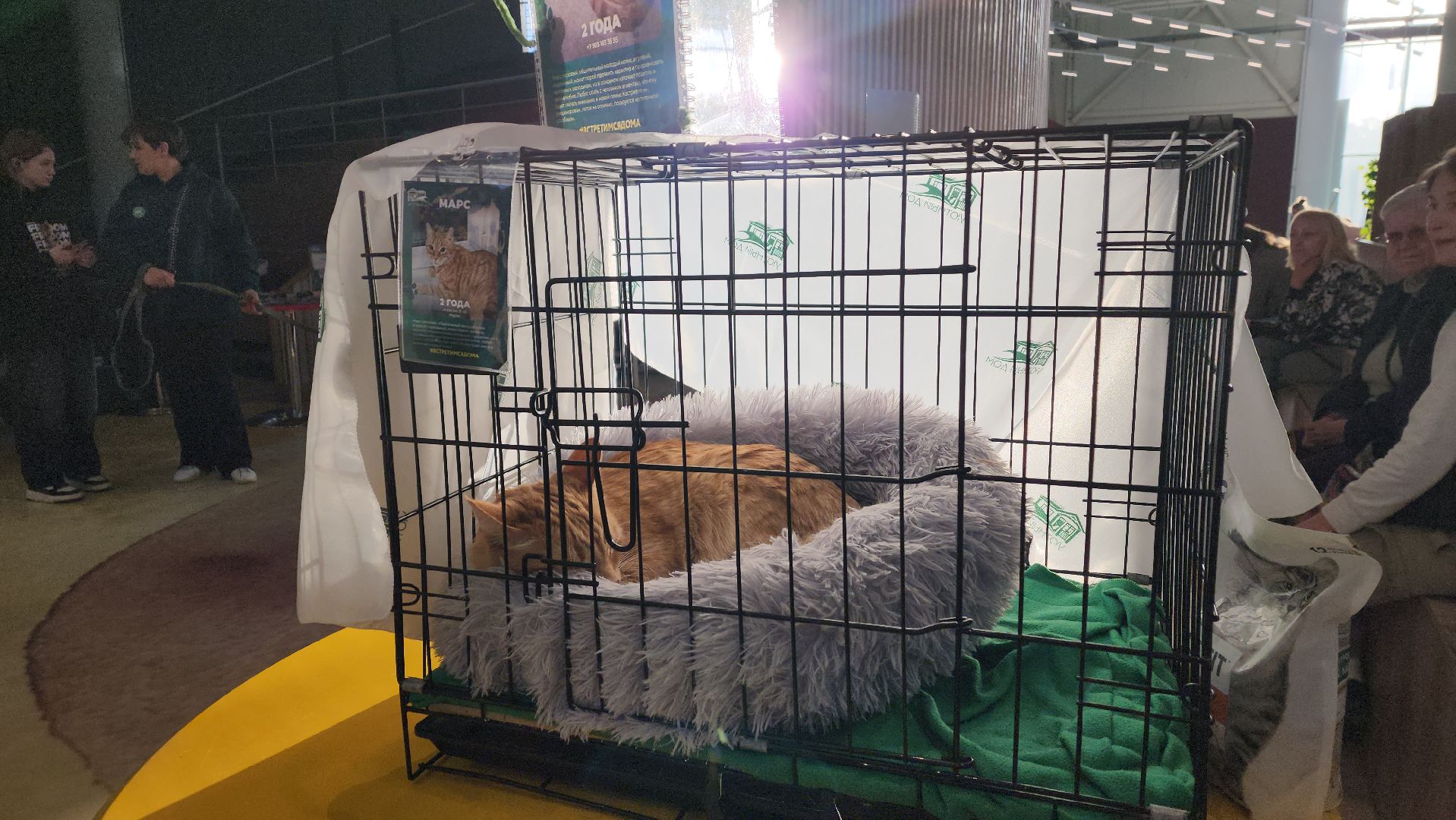 пушкино, бездомные животные, пристройство,кошки, собаки, ветеринарная клиника, лекции,общественное пространство,