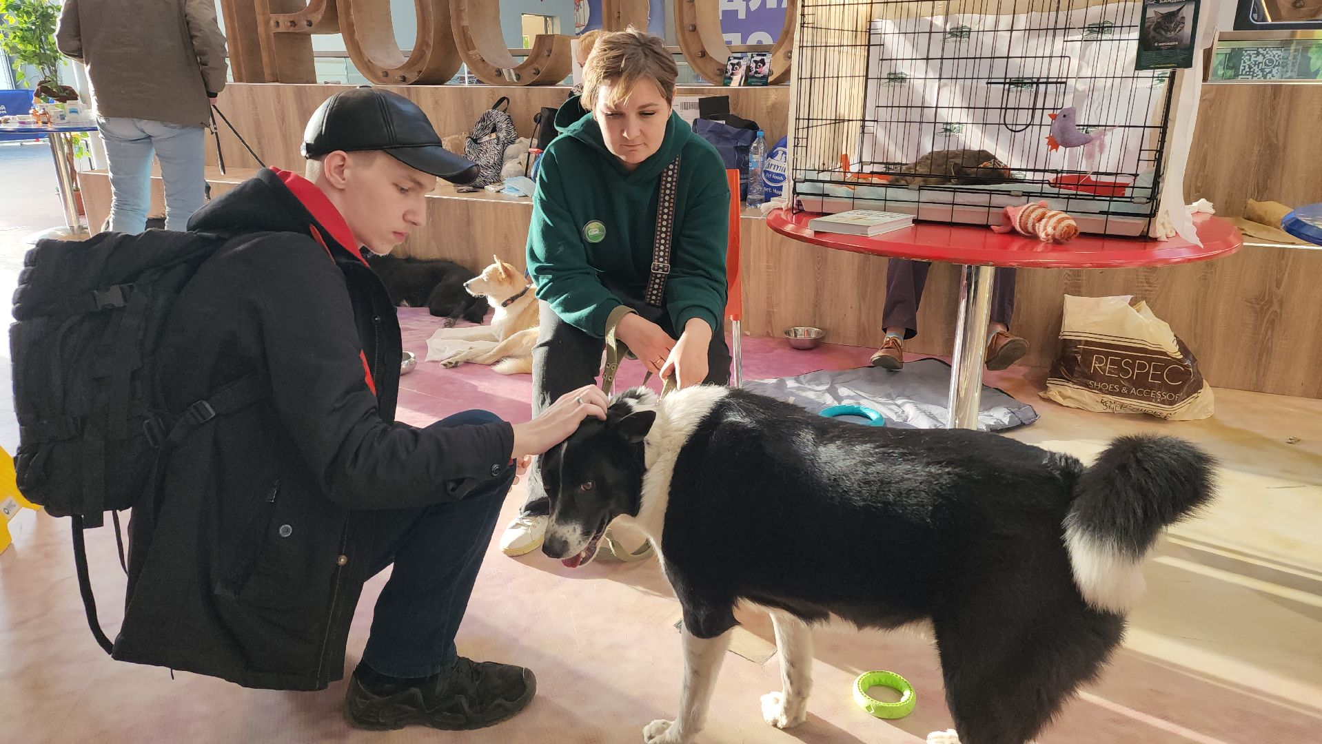 пушкино, бездомные животные, пристройство,кошки, собаки, ветеринарная клиника, лекции,общественное пространство,