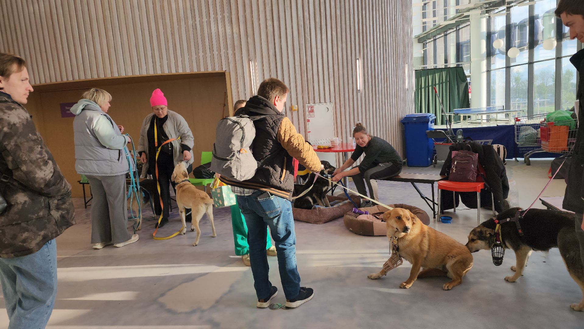 пушкино, бездомные животные, пристройство,кошки, собаки, ветеринарная клиника, лекции,общественное пространство,