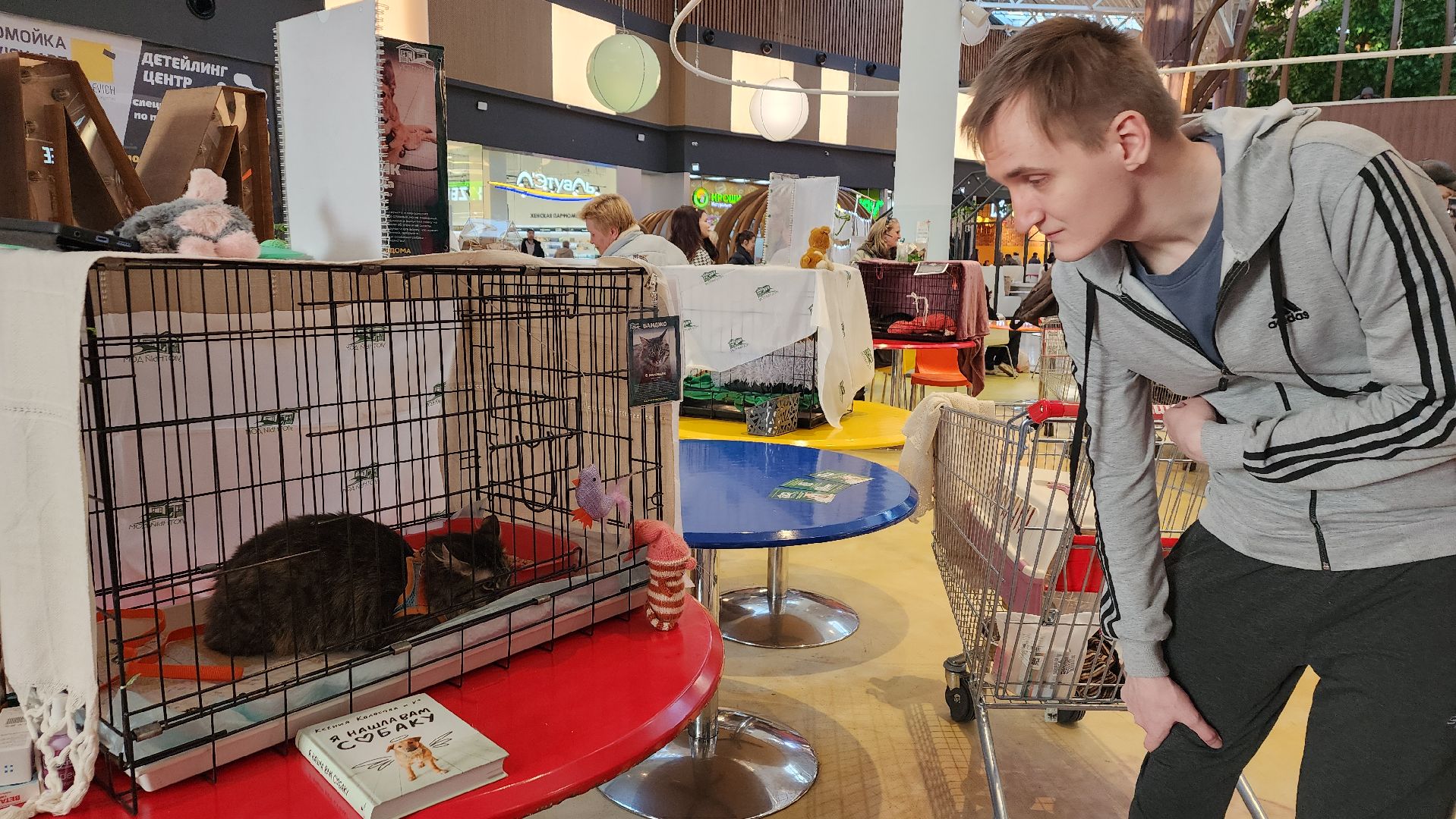 пушкино, бездомные животные, пристройство,кошки, собаки, ветеринарная клиника, лекции,общественное пространство,