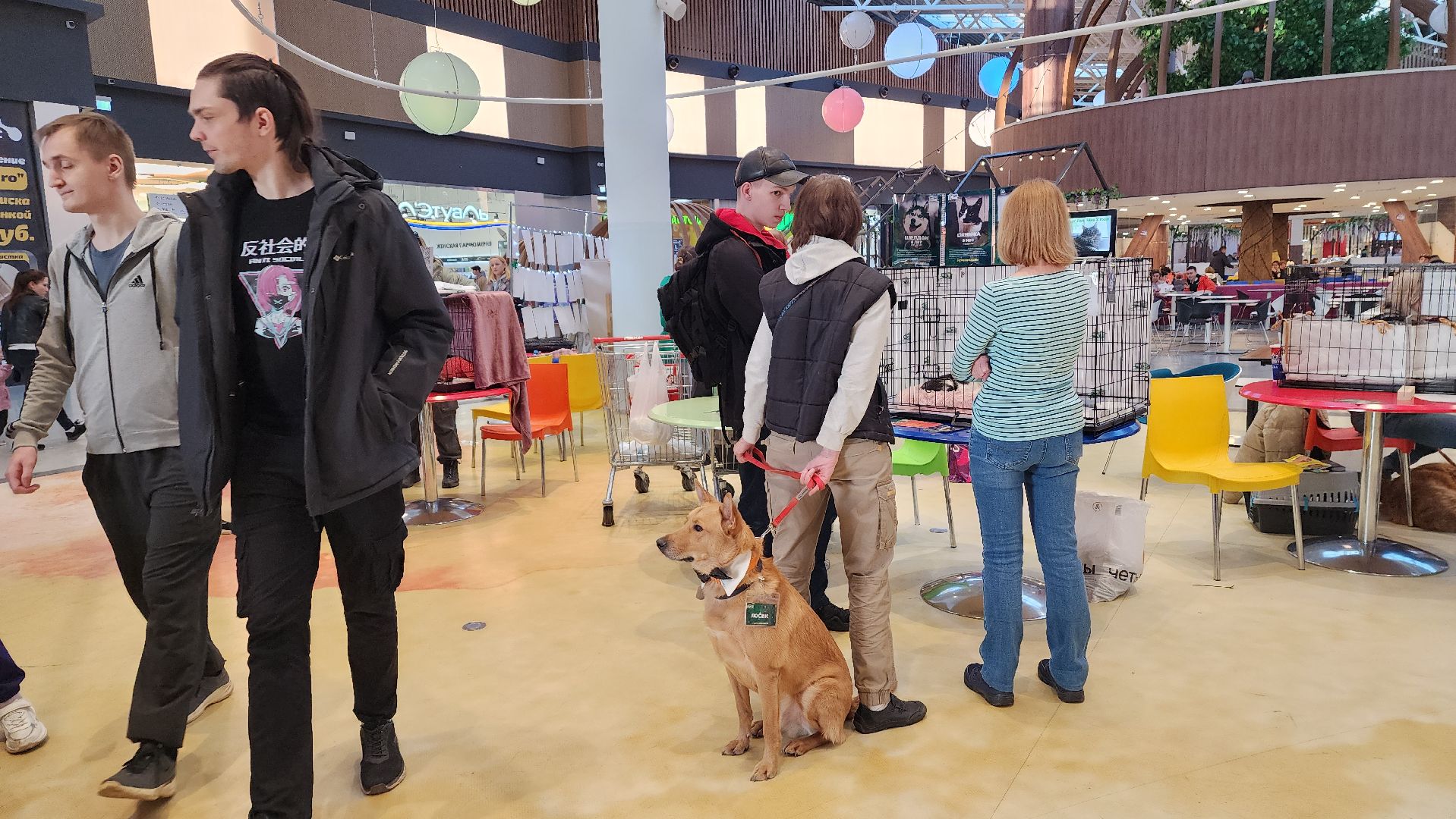 пушкино, бездомные животные, пристройство,кошки, собаки, ветеринарная клиника, лекции,общественное пространство,