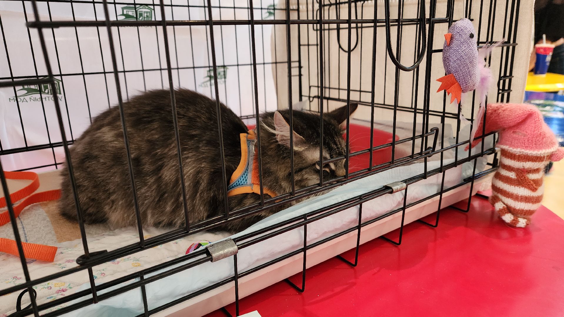 пушкино, бездомные животные, пристройство,кошки, собаки, ветеринарная клиника, лекции,общественное пространство,