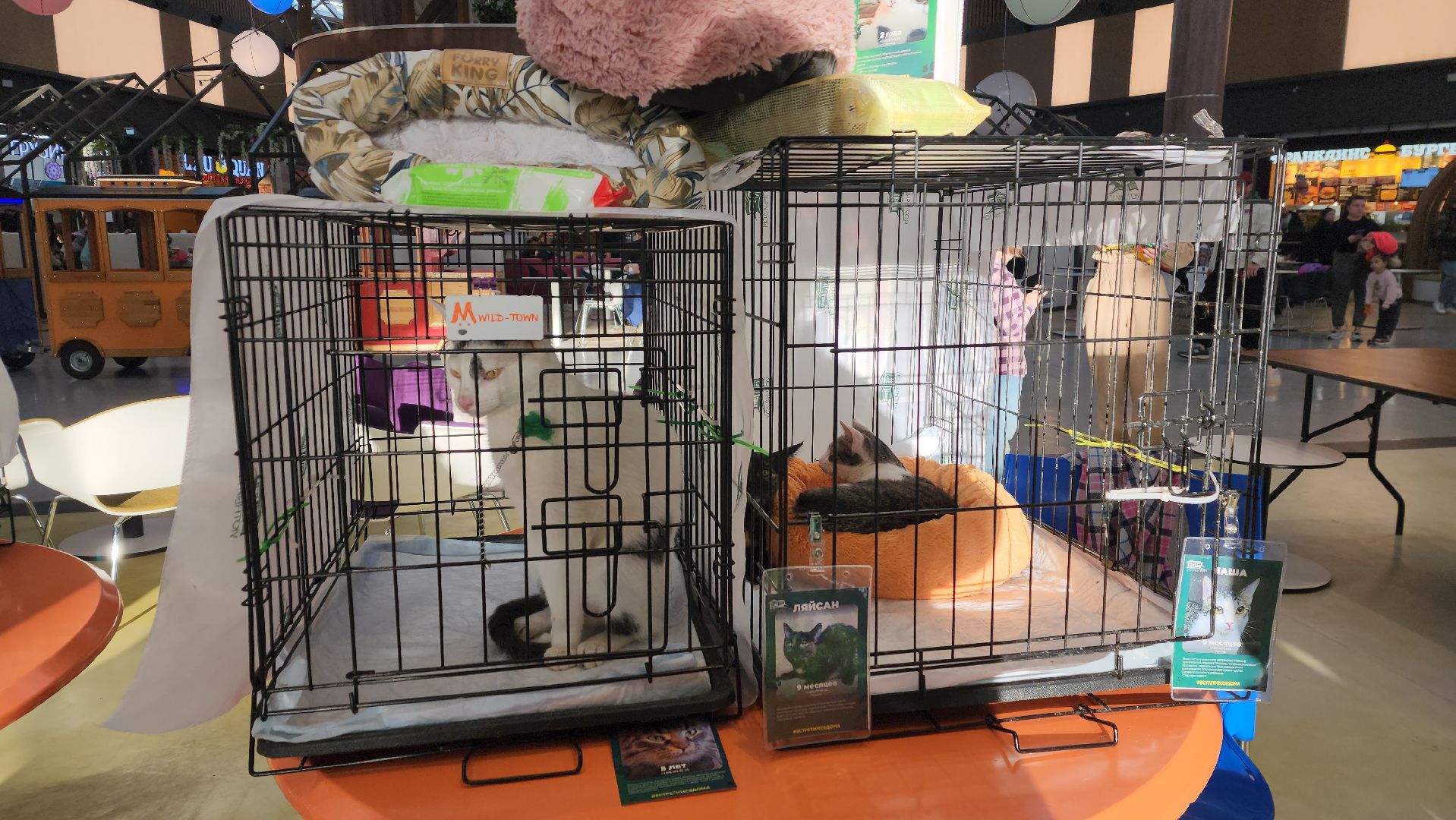 пушкино, бездомные животные, пристройство,кошки, собаки, ветеринарная клиника, лекции,общественное пространство,