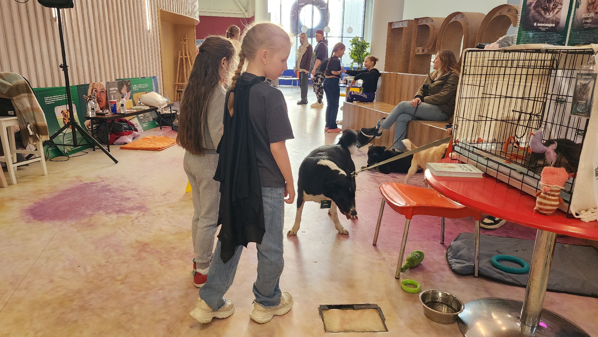 пушкино, бездомные животные, пристройство,кошки, собаки, ветеринарная клиника, лекции,общественное пространство,