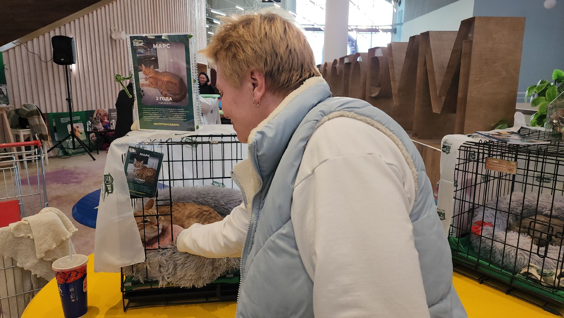 пушкино, бездомные животные, пристройство,кошки, собаки, ветеринарная клиника, лекции,общественное пространство,