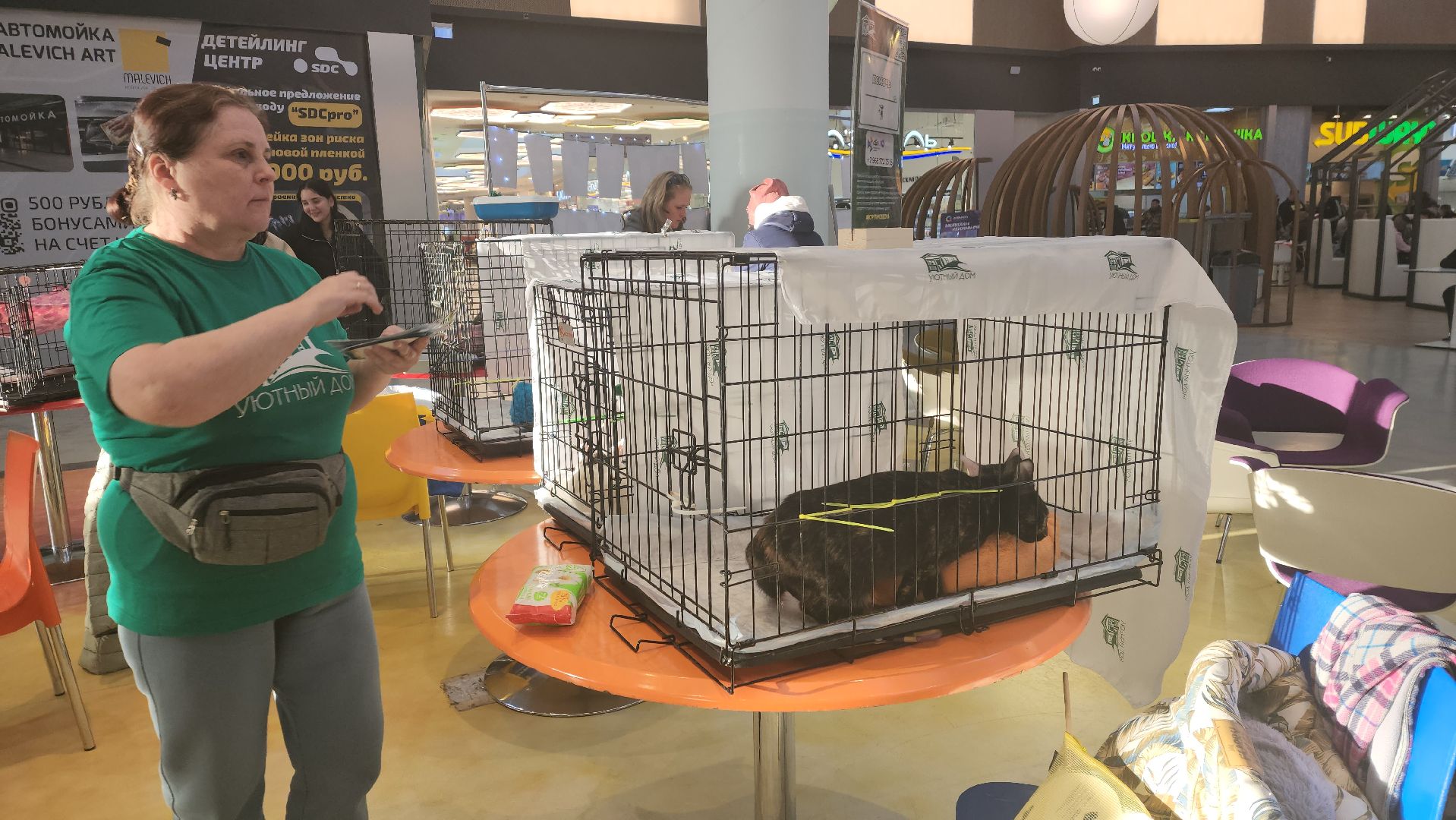 пушкино, бездомные животные, пристройство,кошки, собаки, ветеринарная клиника, лекции,общественное пространство,