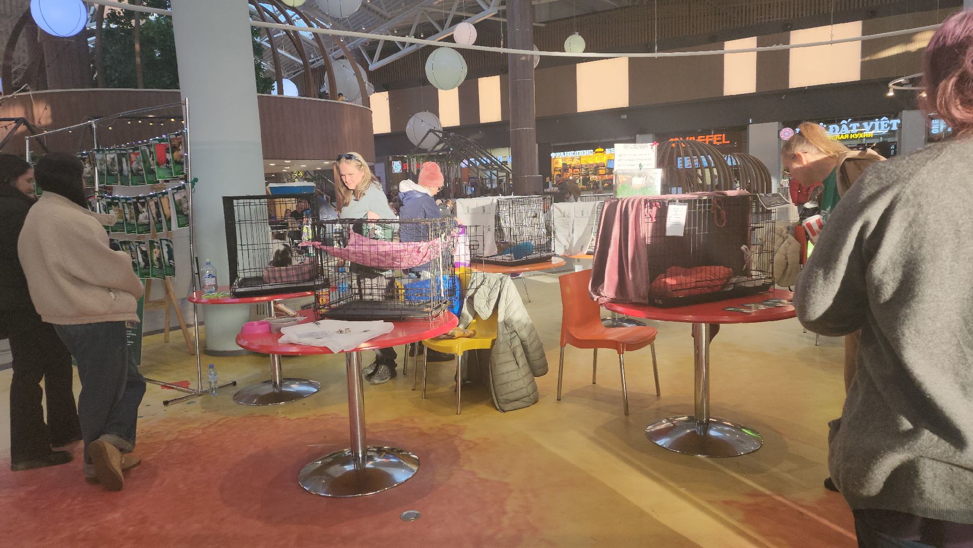 пушкино, бездомные животные, пристройство,кошки, собаки, ветеринарная клиника, лекции,общественное пространство,