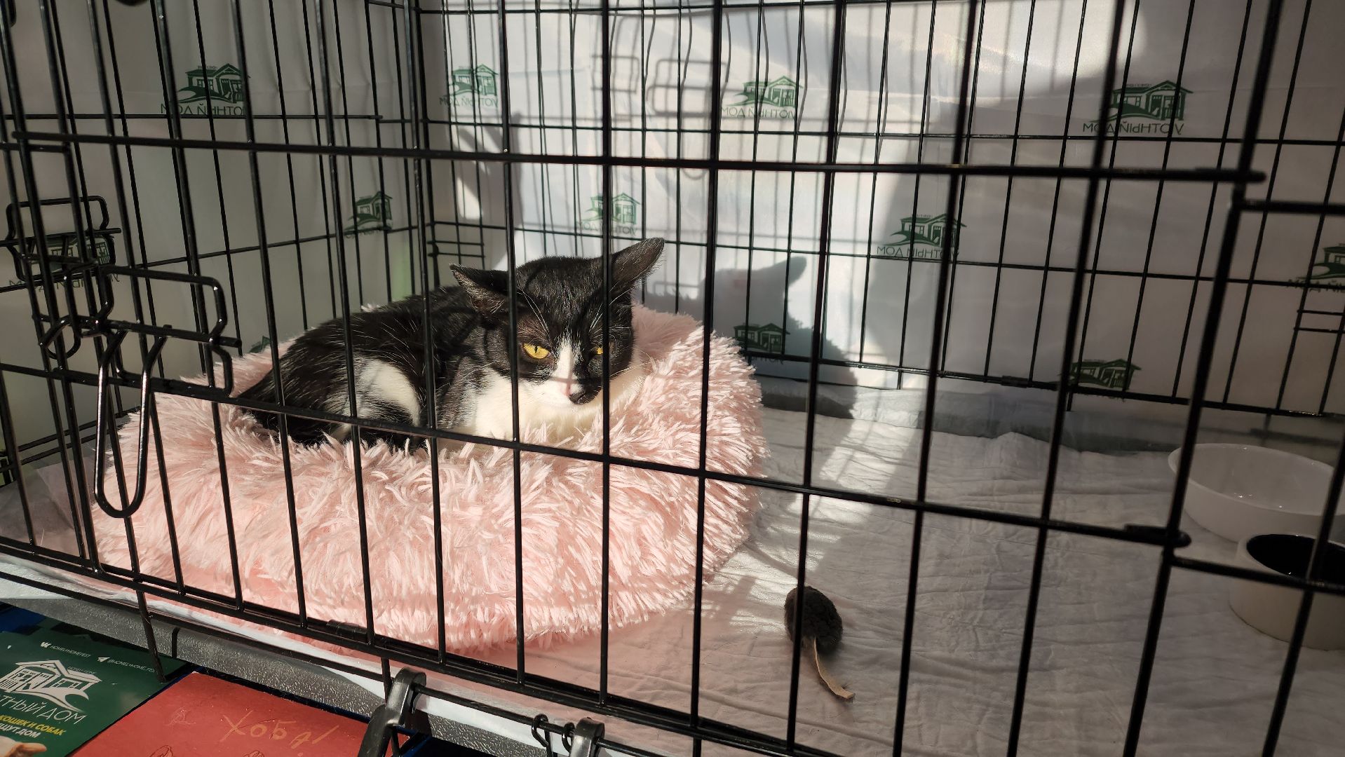 пушкино, бездомные животные, пристройство,кошки, собаки, ветеринарная клиника, лекции,общественное пространство,