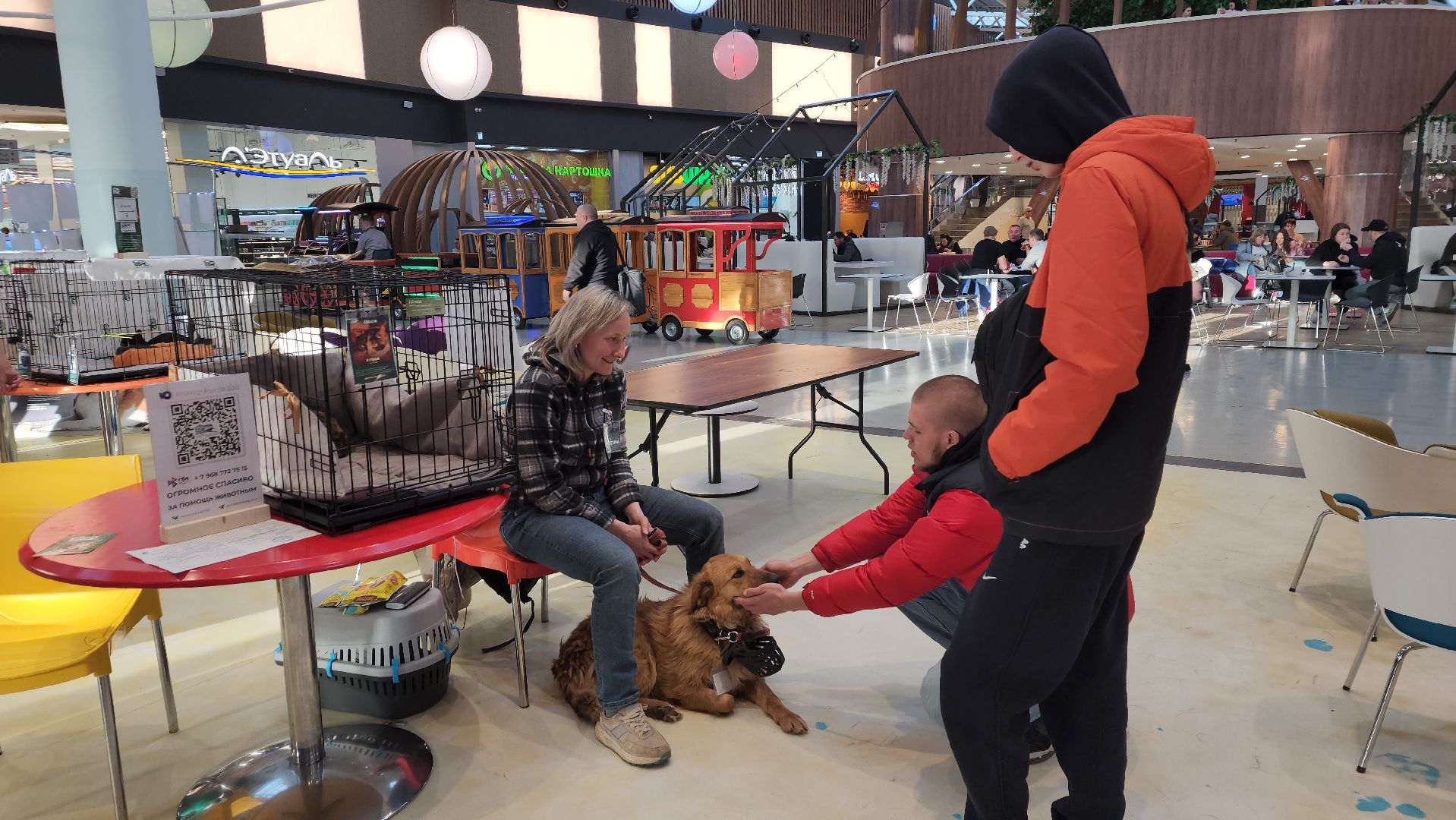 пушкино, бездомные животные, пристройство,кошки, собаки, ветеринарная клиника, лекции,общественное пространство,