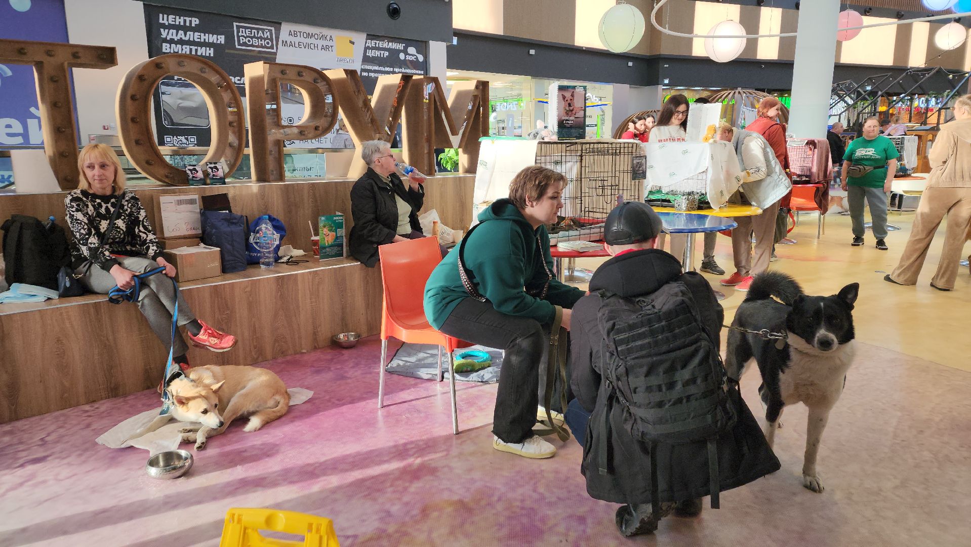 пушкино, бездомные животные, пристройство,кошки, собаки, ветеринарная клиника, лекции,общественное пространство,