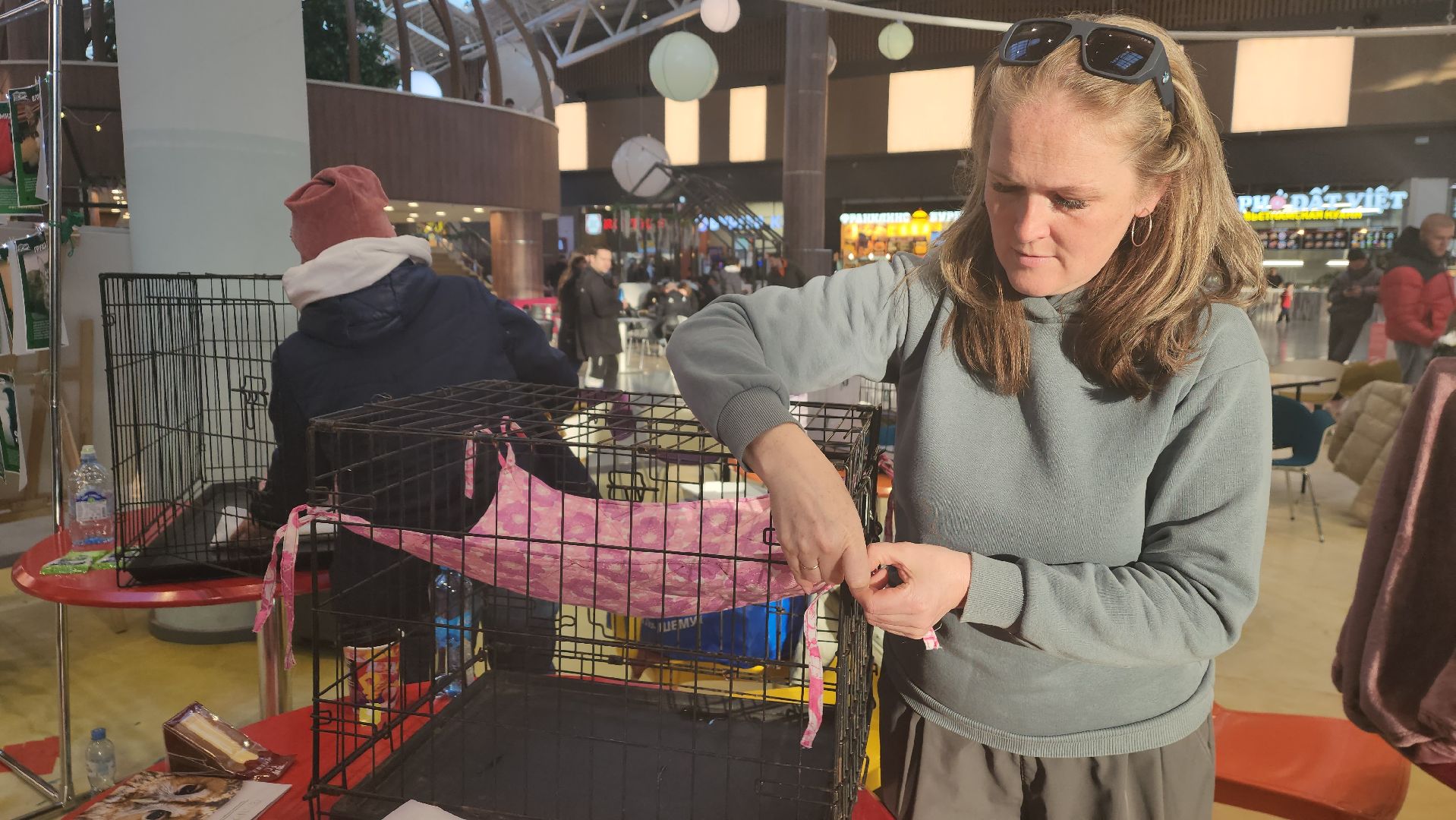 пушкино, бездомные животные, пристройство,кошки, собаки, ветеринарная клиника, лекции,общественное пространство,