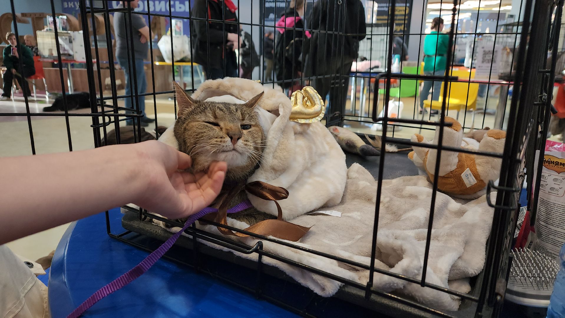 пушкино, бездомные животные, пристройство,кошки, собаки, ветеринарная клиника, лекции,общественное пространство,