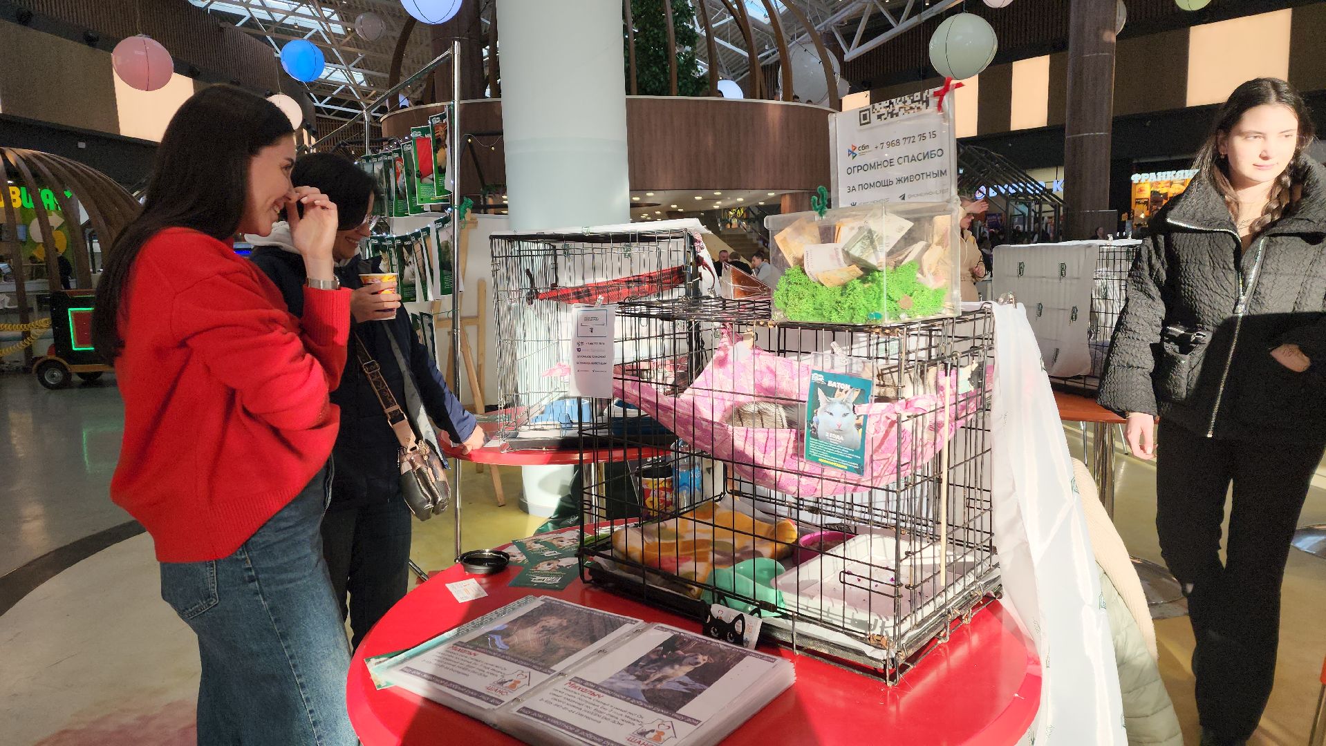 пушкино, бездомные животные, пристройство,кошки, собаки, ветеринарная клиника, лекции,общественное пространство,