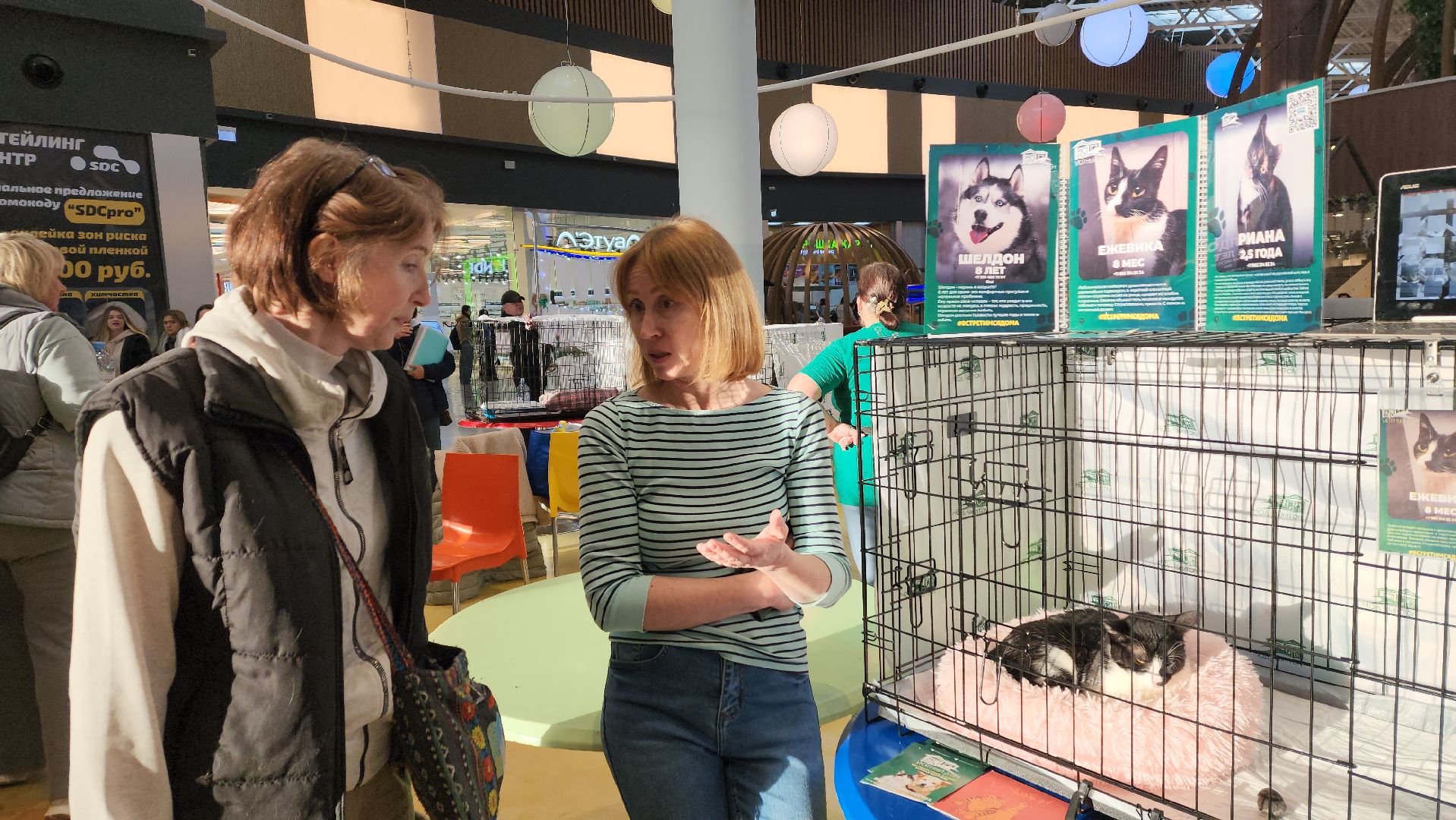 пушкино, бездомные животные, пристройство,кошки, собаки, ветеринарная клиника, лекции,общественное пространство,