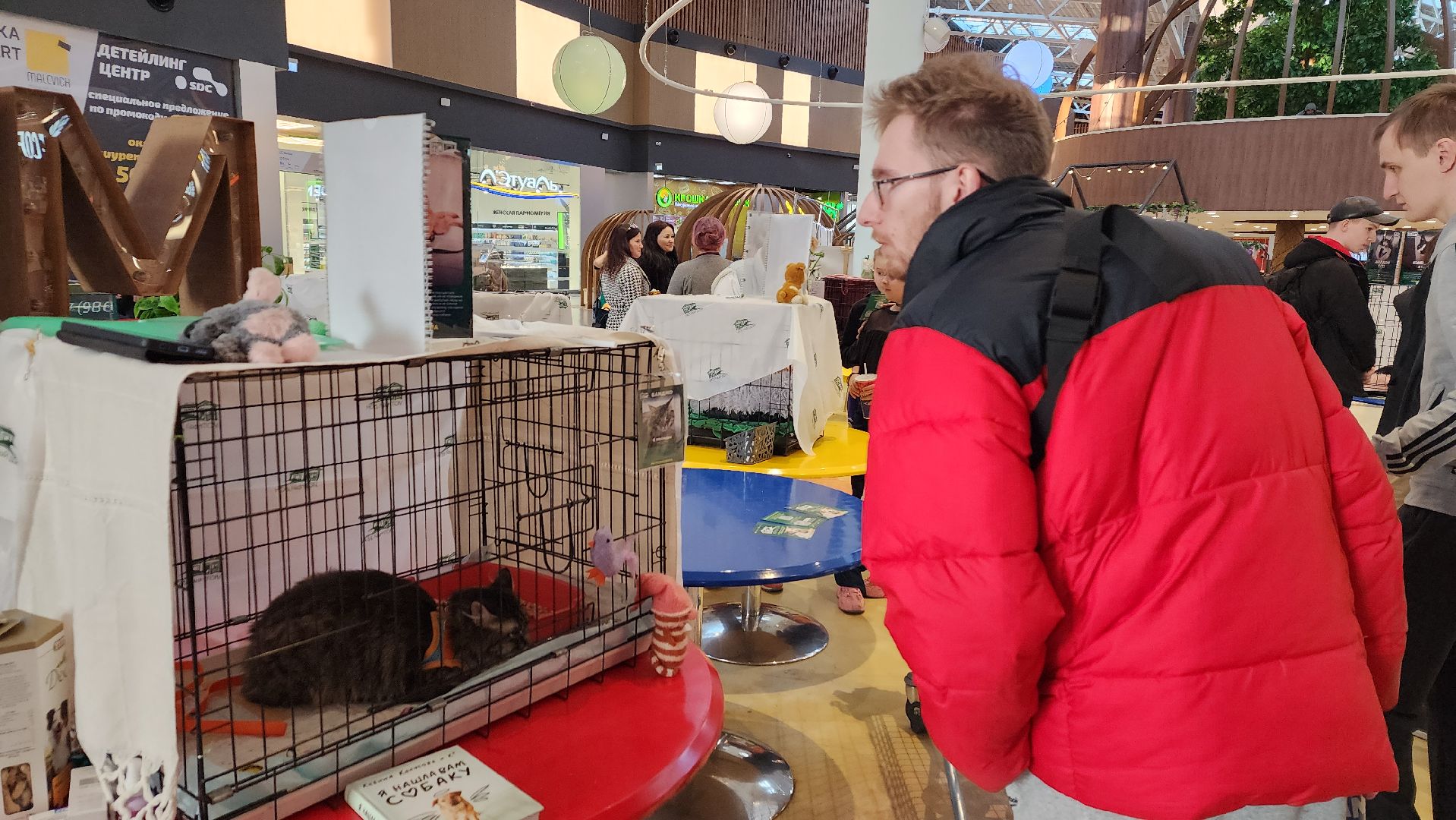 пушкино, бездомные животные, пристройство,кошки, собаки, ветеринарная клиника, лекции,общественное пространство,