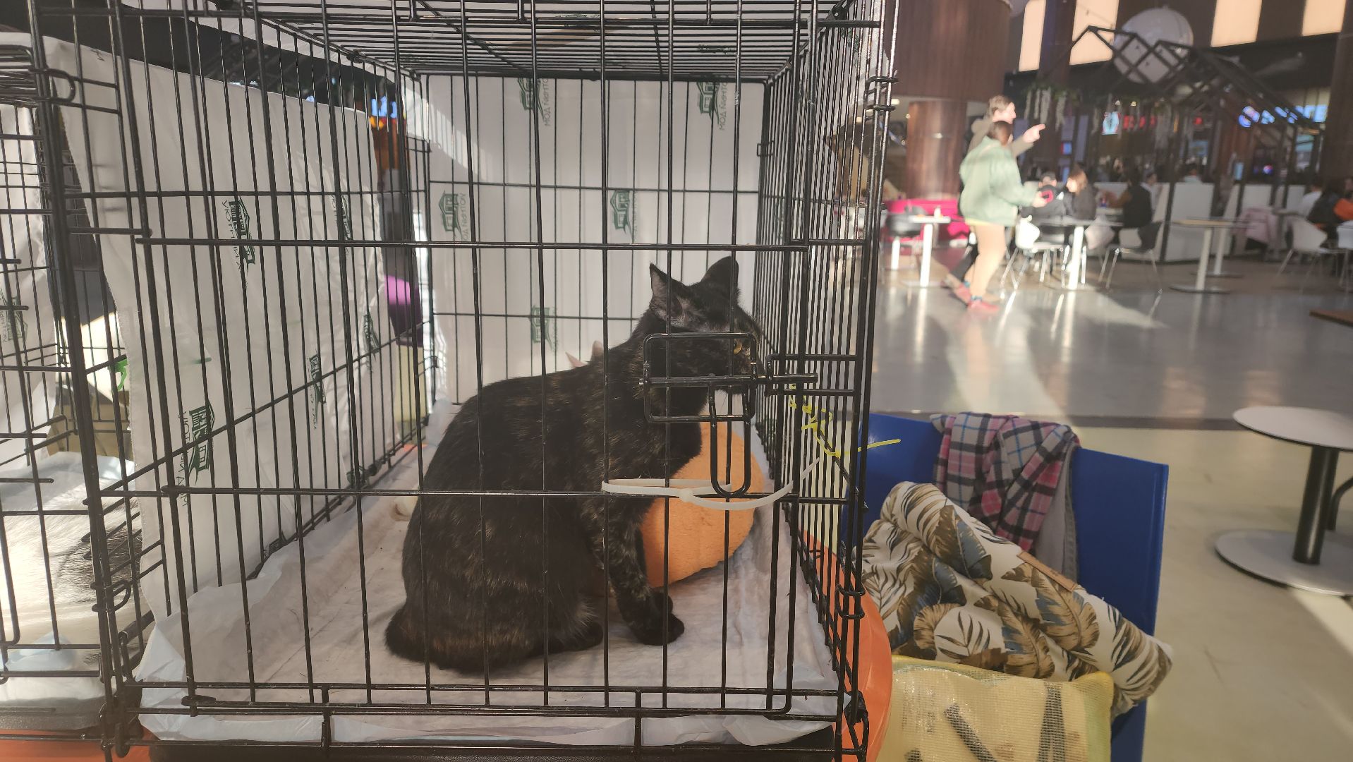 пушкино, бездомные животные, пристройство,кошки, собаки, ветеринарная клиника, лекции,общественное пространство,