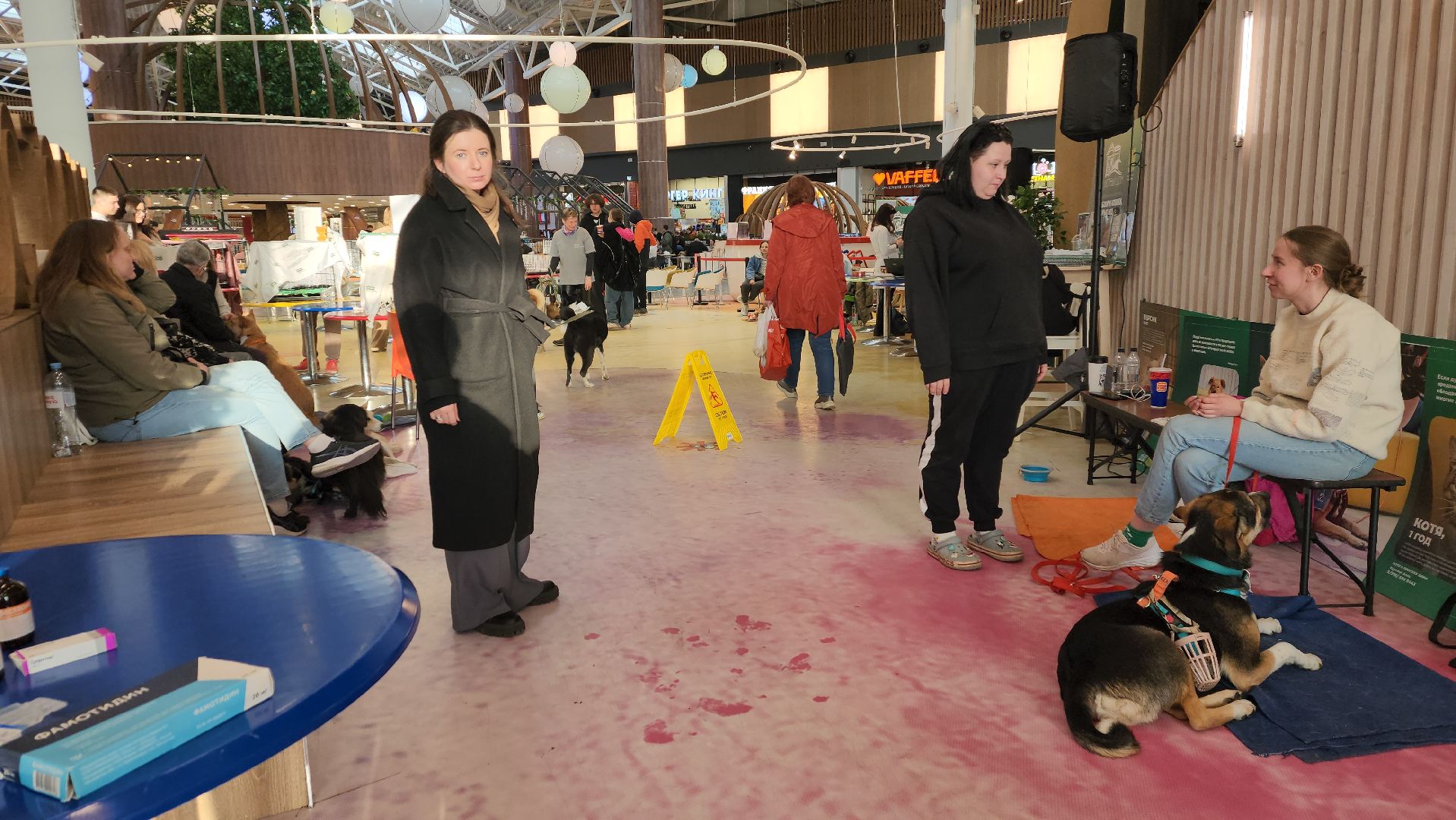 пушкино, бездомные животные, пристройство,кошки, собаки, ветеринарная клиника, лекции,общественное пространство,