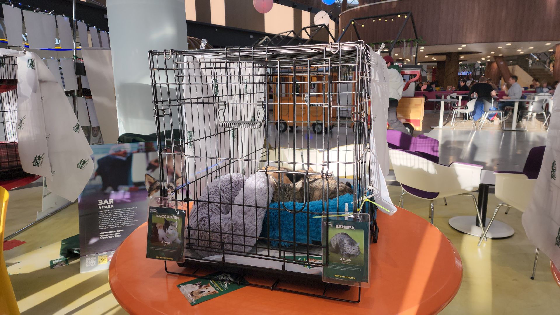 пушкино, бездомные животные, пристройство,кошки, собаки, ветеринарная клиника, лекции,общественное пространство,