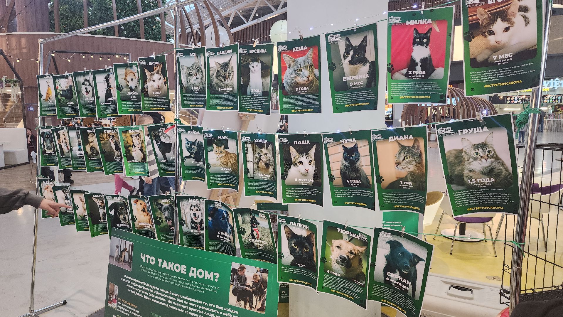 пушкино, бездомные животные, пристройство,кошки, собаки, ветеринарная клиника, лекции,общественное пространство,