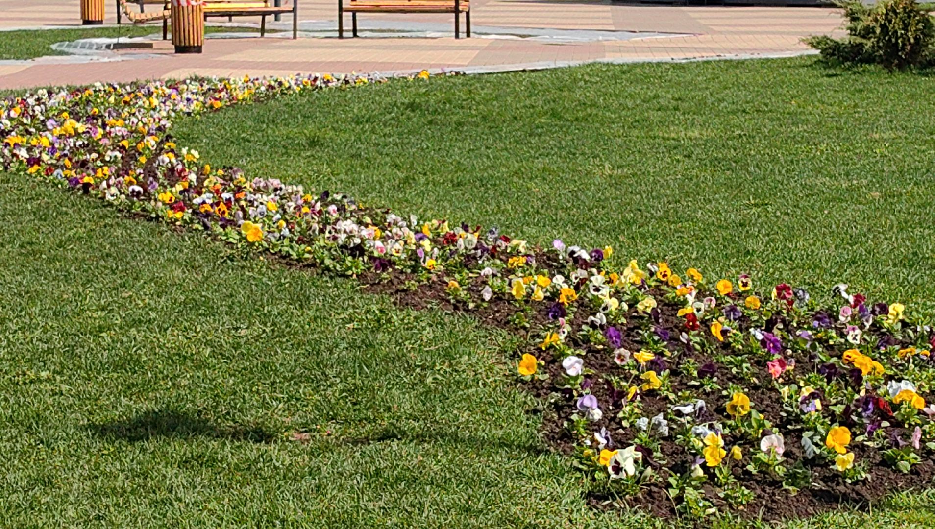 газон, виола, цветы,  цветник, благоустройство,