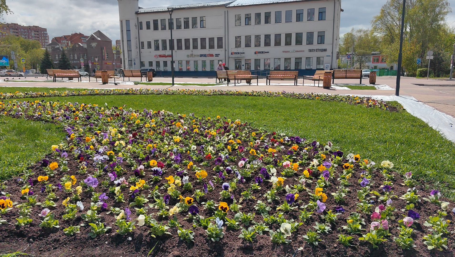 газон, виола, цветы,  цветник, благоустройство,