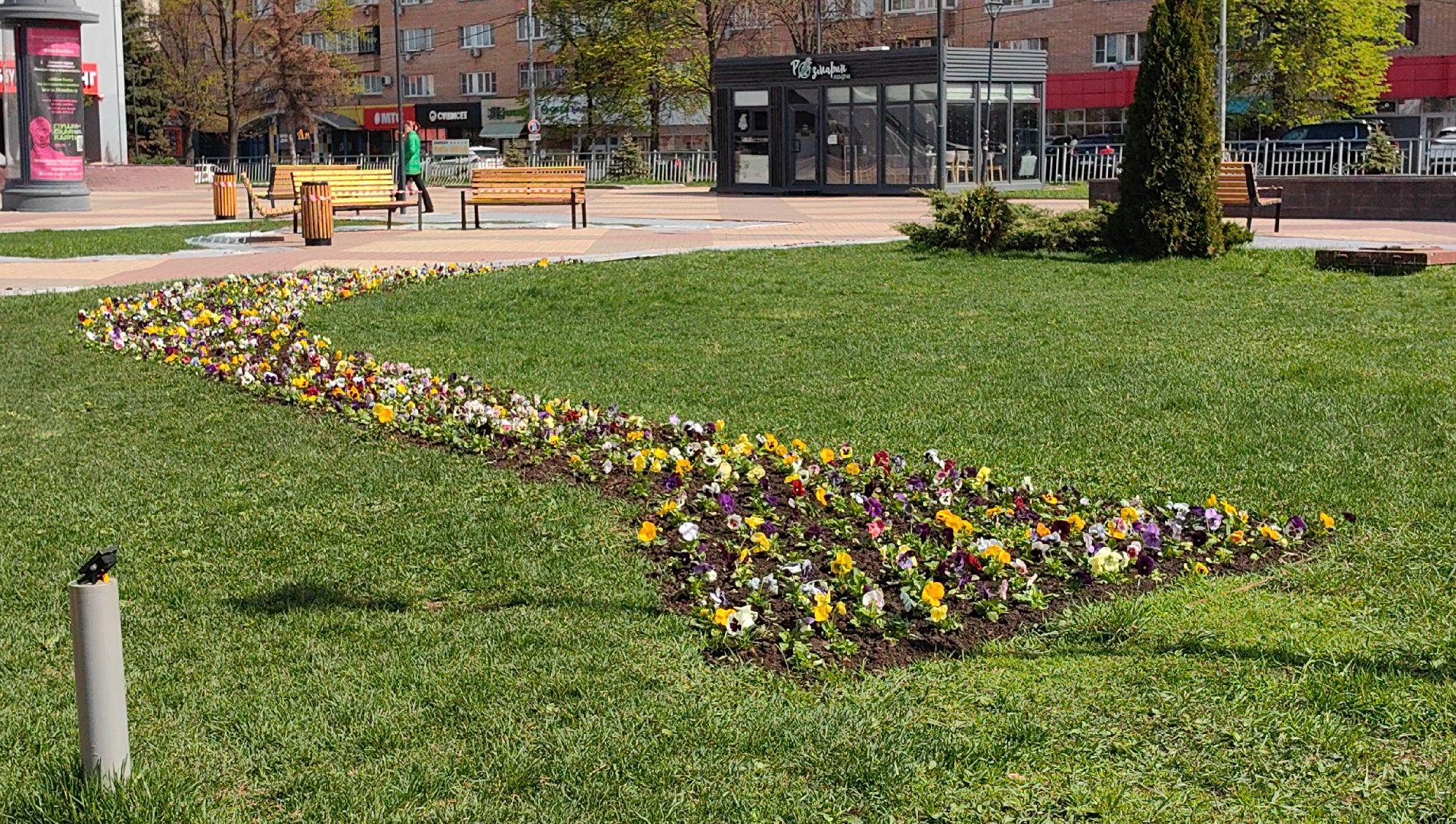 газон, виола, цветы,  цветник, благоустройство,
