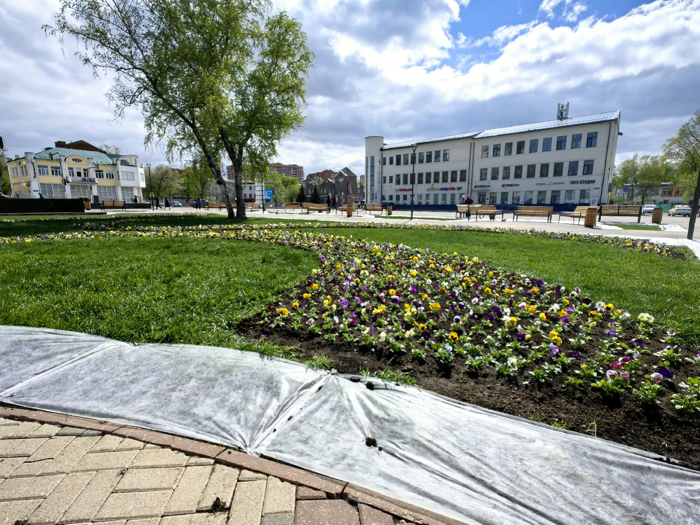 газон, виола, цветы,  цветник, благоустройство,