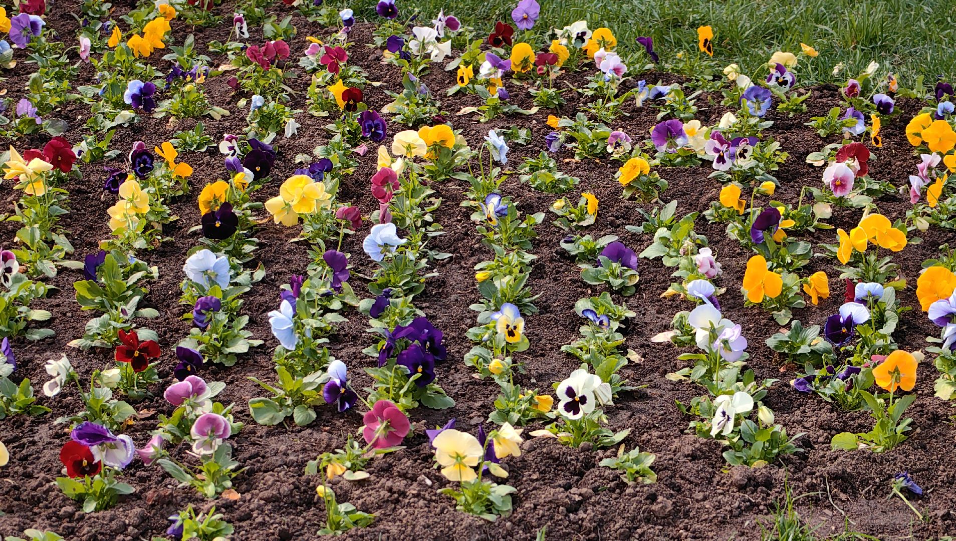 газон, виола, цветы,  цветник, благоустройство,