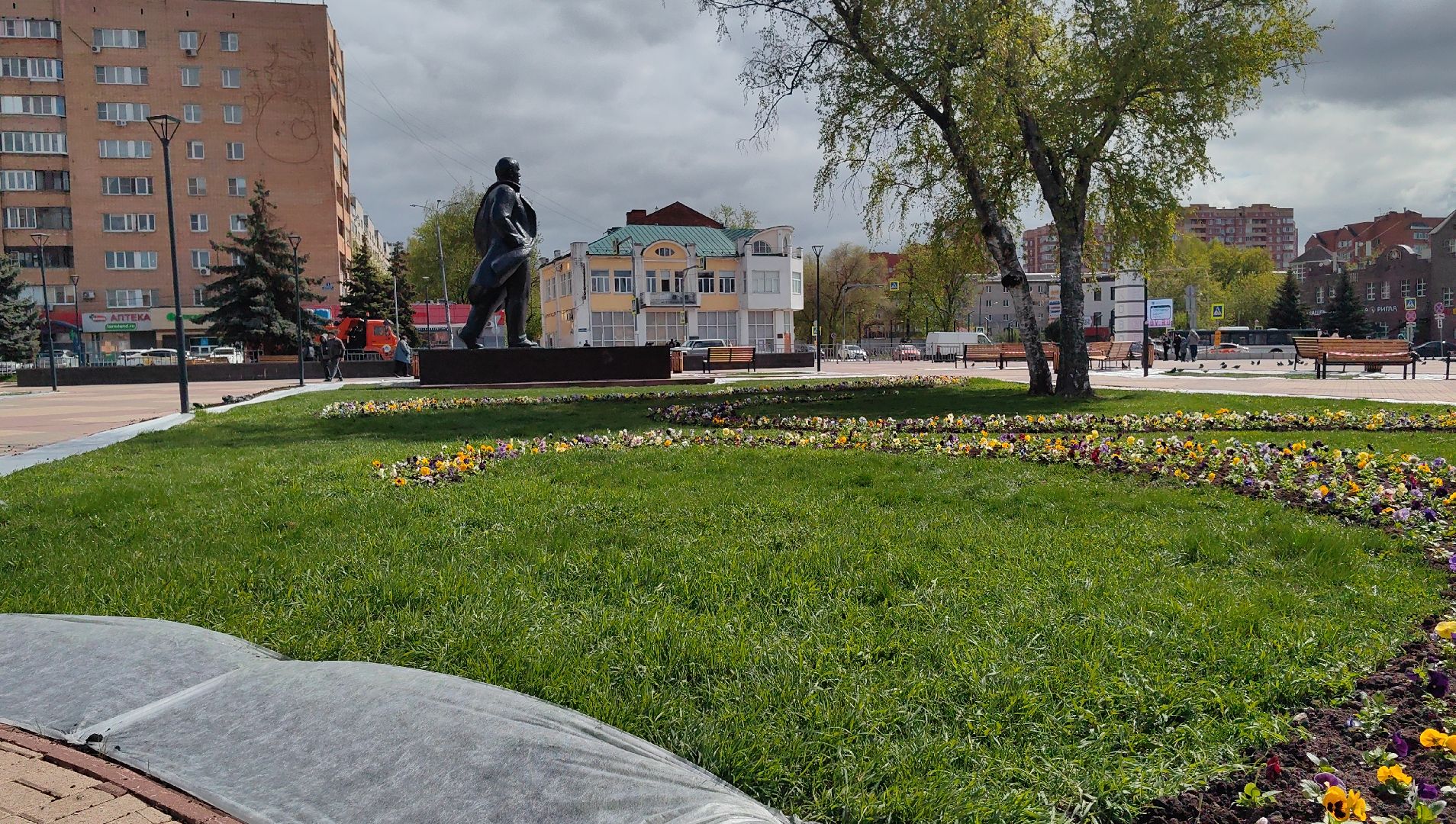 газон, виола, цветы,  цветник, благоустройство,