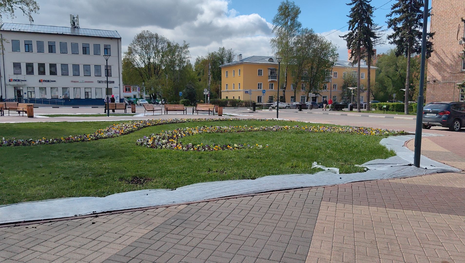 газон, виола, цветы,  цветник, благоустройство,