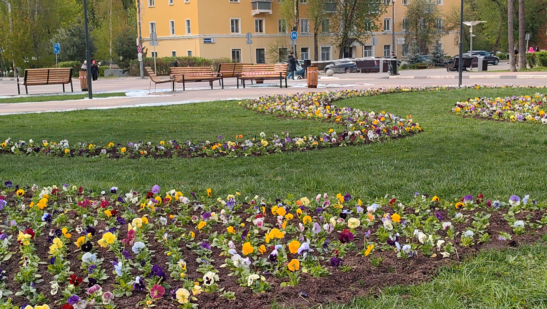 газон, виола, цветы,  цветник, благоустройство,