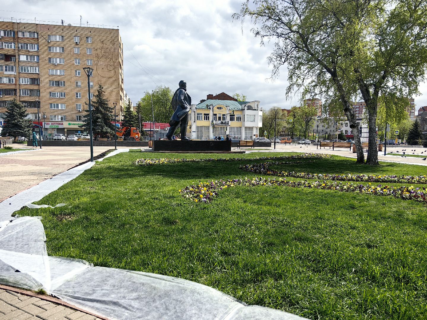 газон, виола, цветы,  цветник, благоустройство,