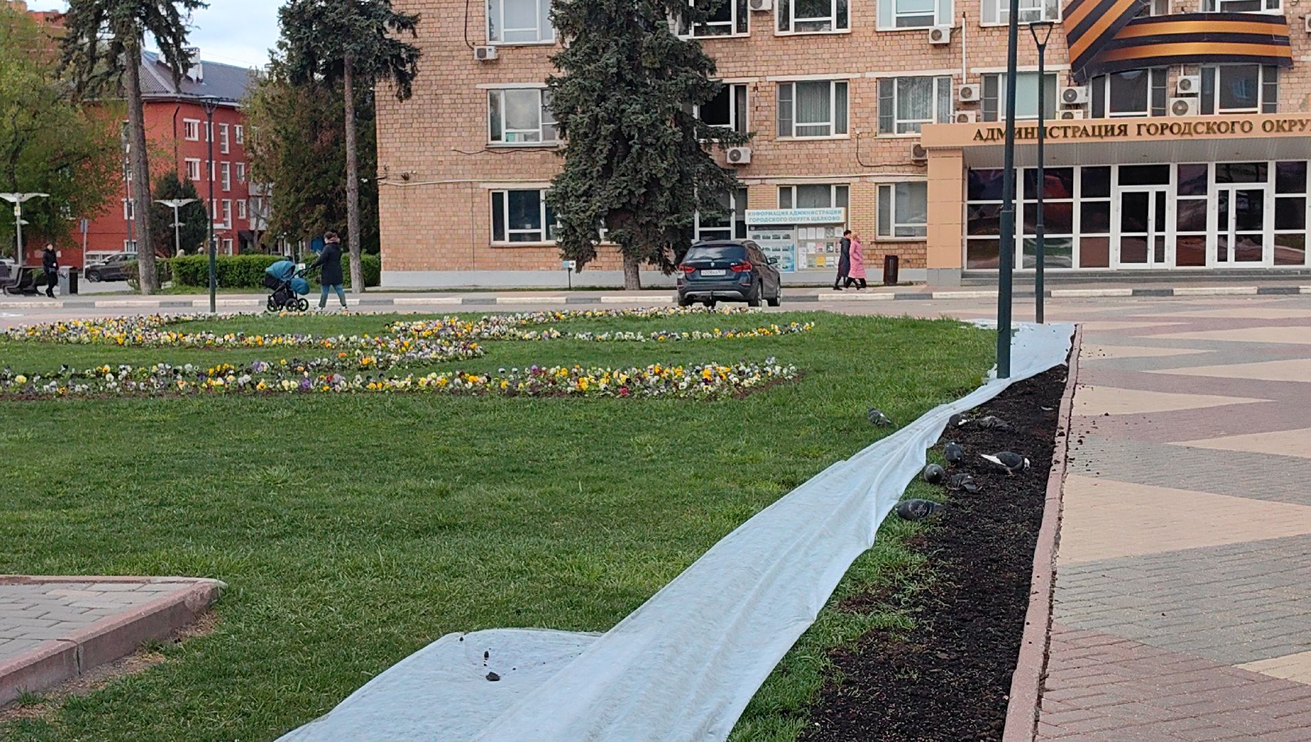 газон, виола, цветы,  цветник, благоустройство,