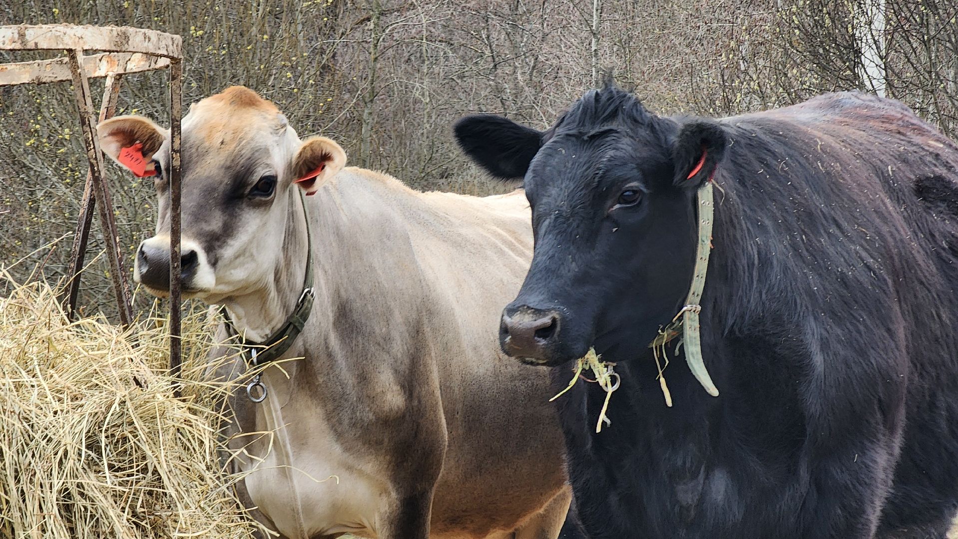 руза, эко-туризм, эко-ферма, марьино, рузский округ, предприниматели подмосковья, кфх,