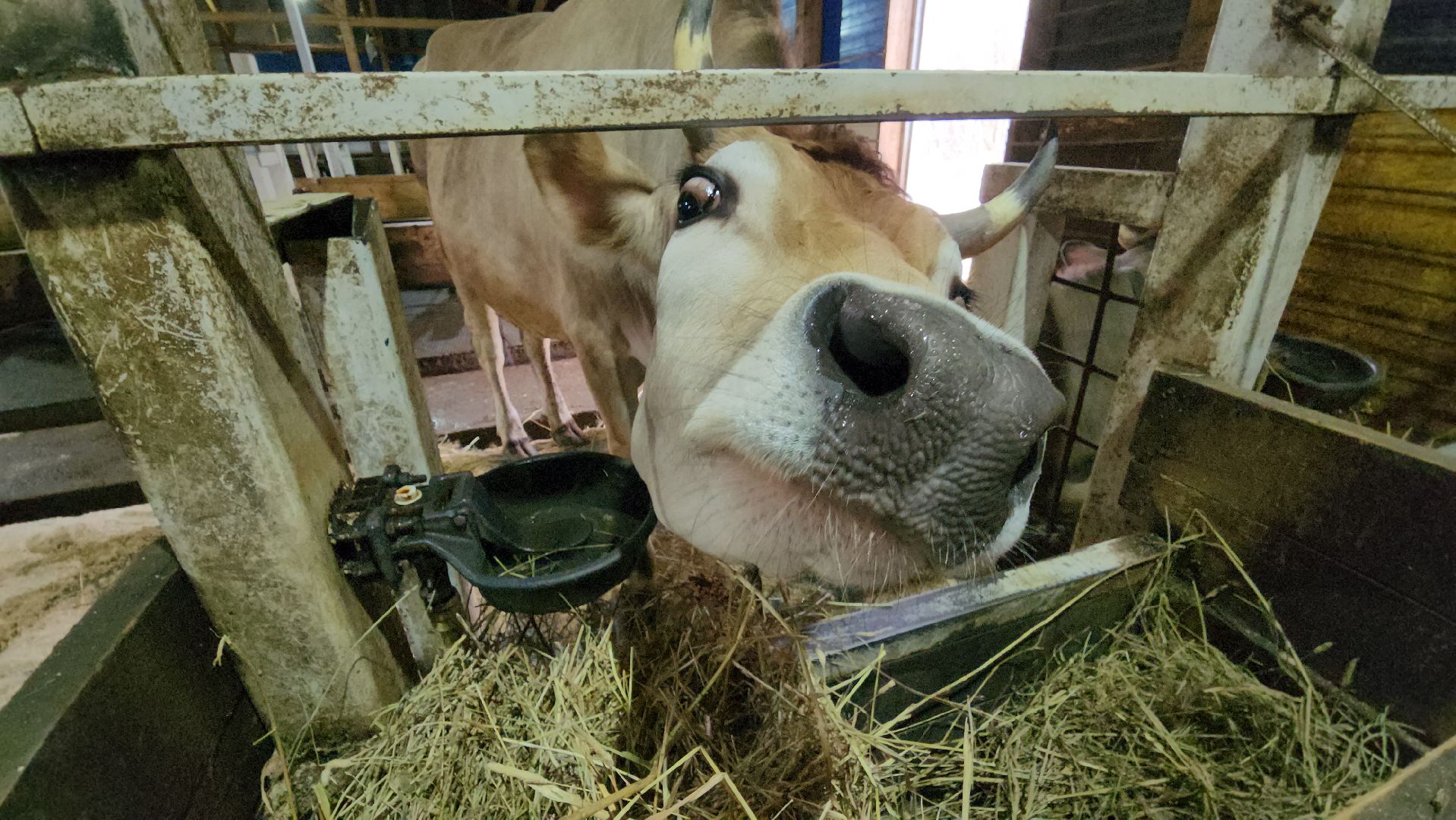 руза, эко-туризм, эко-ферма, марьино, рузский округ, предприниматели подмосковья, кфх,