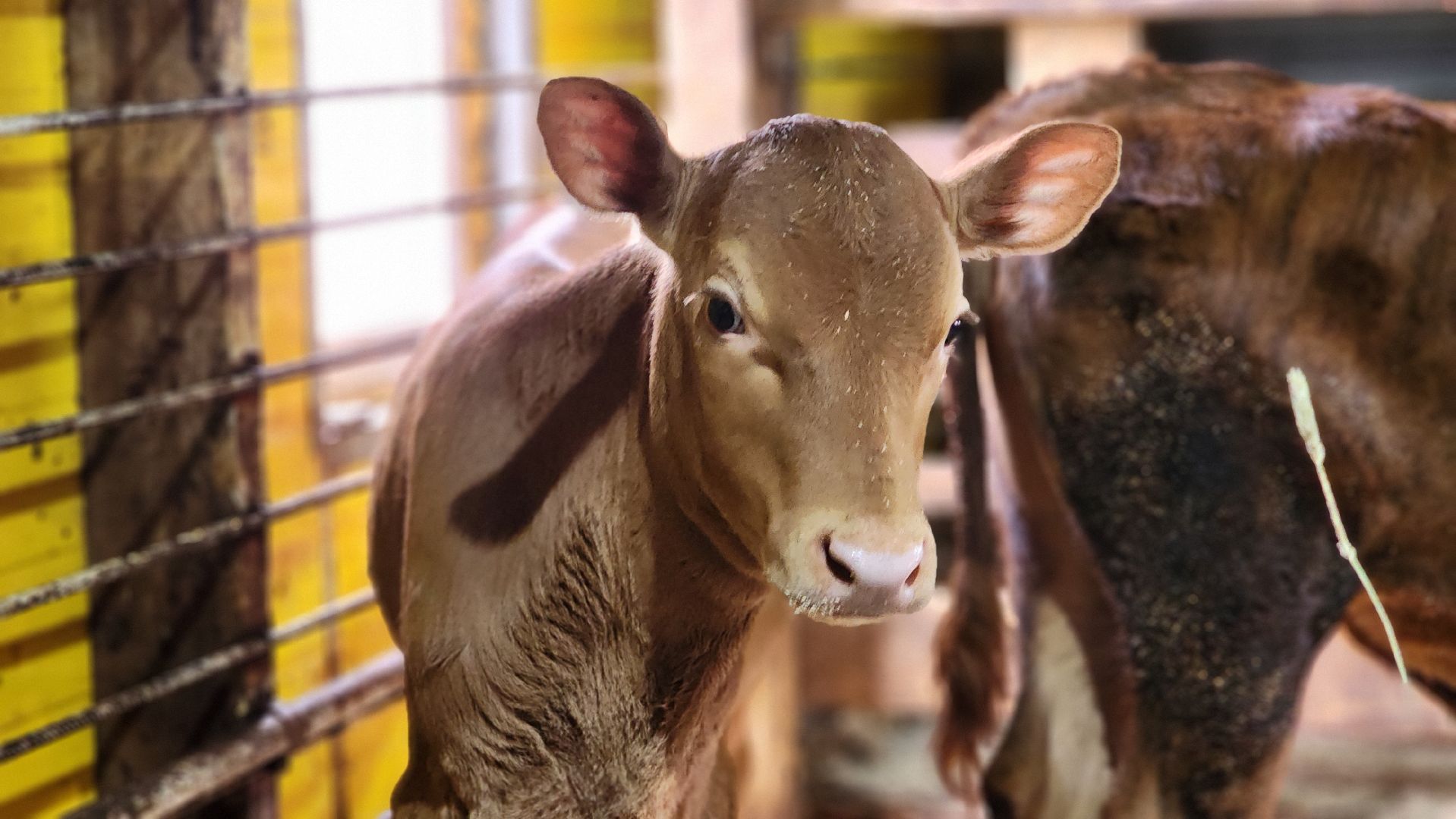руза, эко-туризм, эко-ферма, марьино, рузский округ, предприниматели подмосковья, кфх,