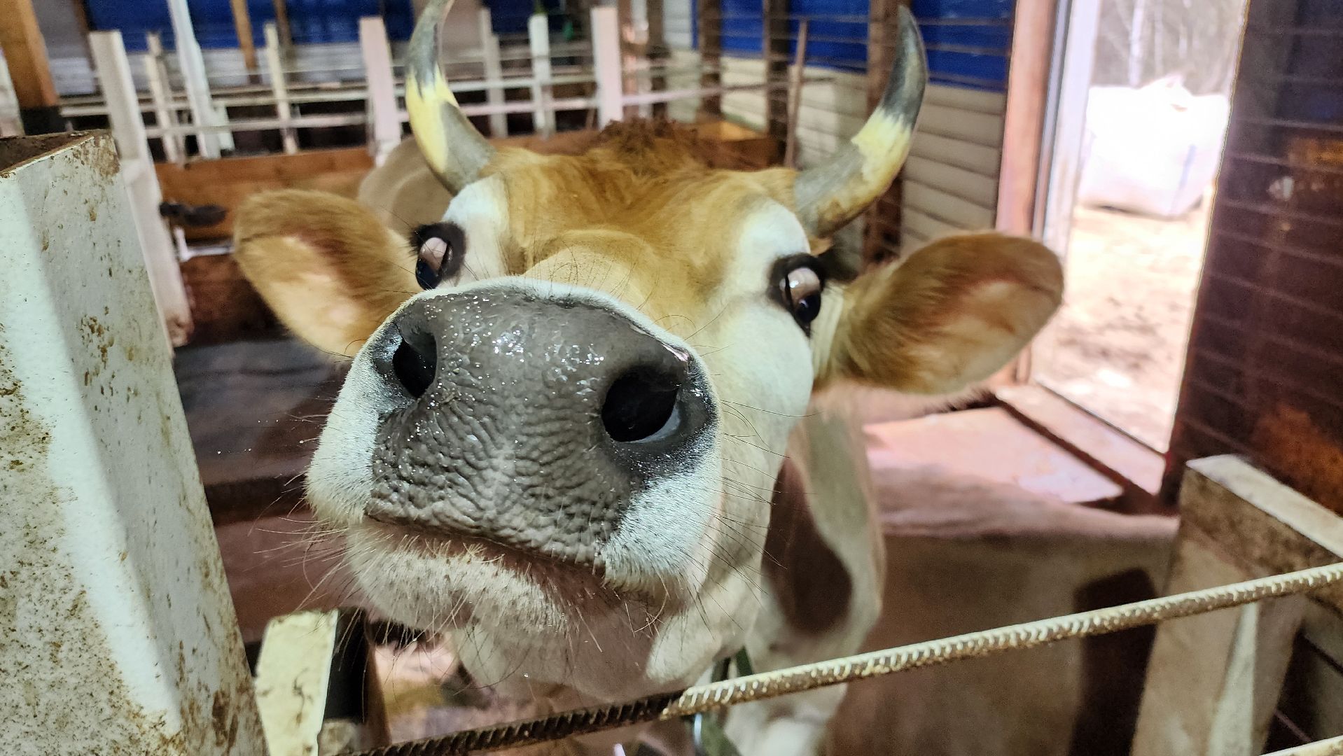 руза, эко-туризм, эко-ферма, марьино, рузский округ, предприниматели подмосковья, кфх,