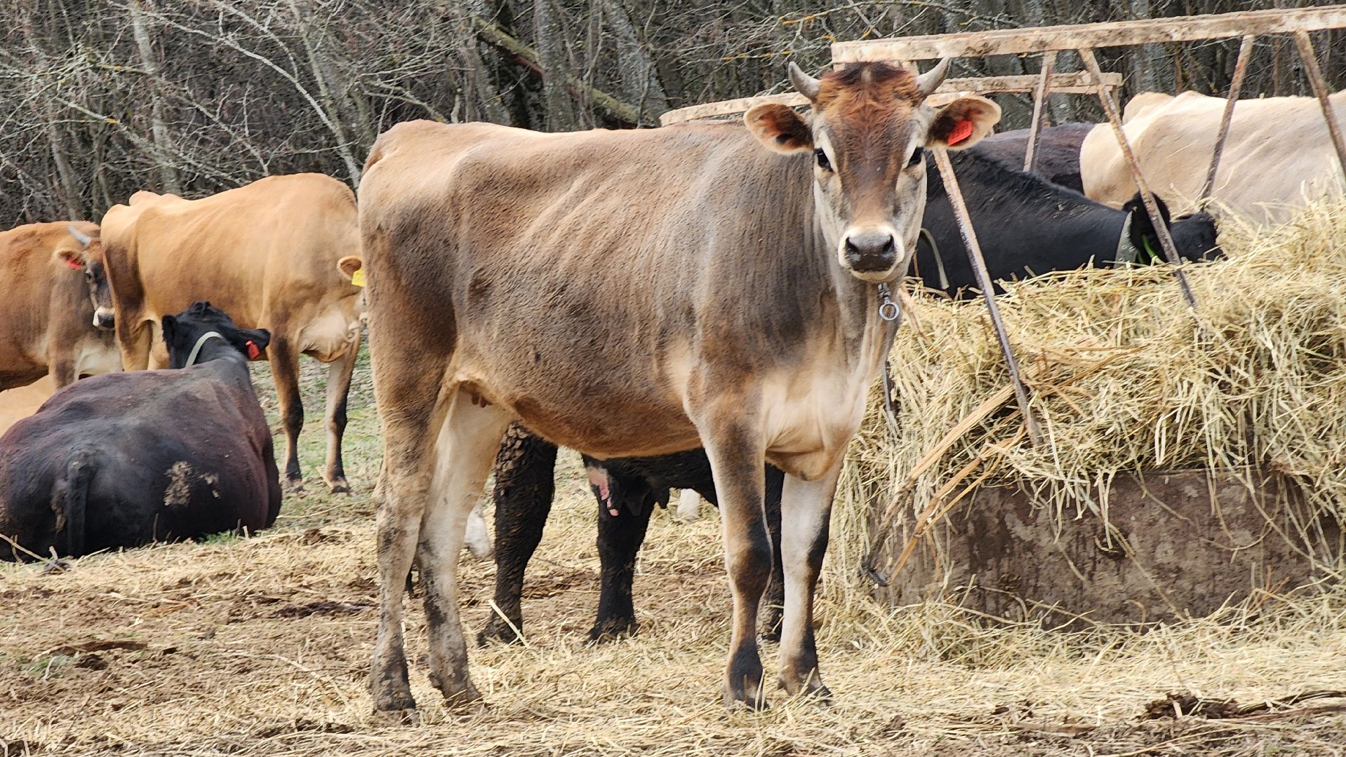руза, эко-туризм, эко-ферма, марьино, рузский округ, предприниматели подмосковья, кфх,