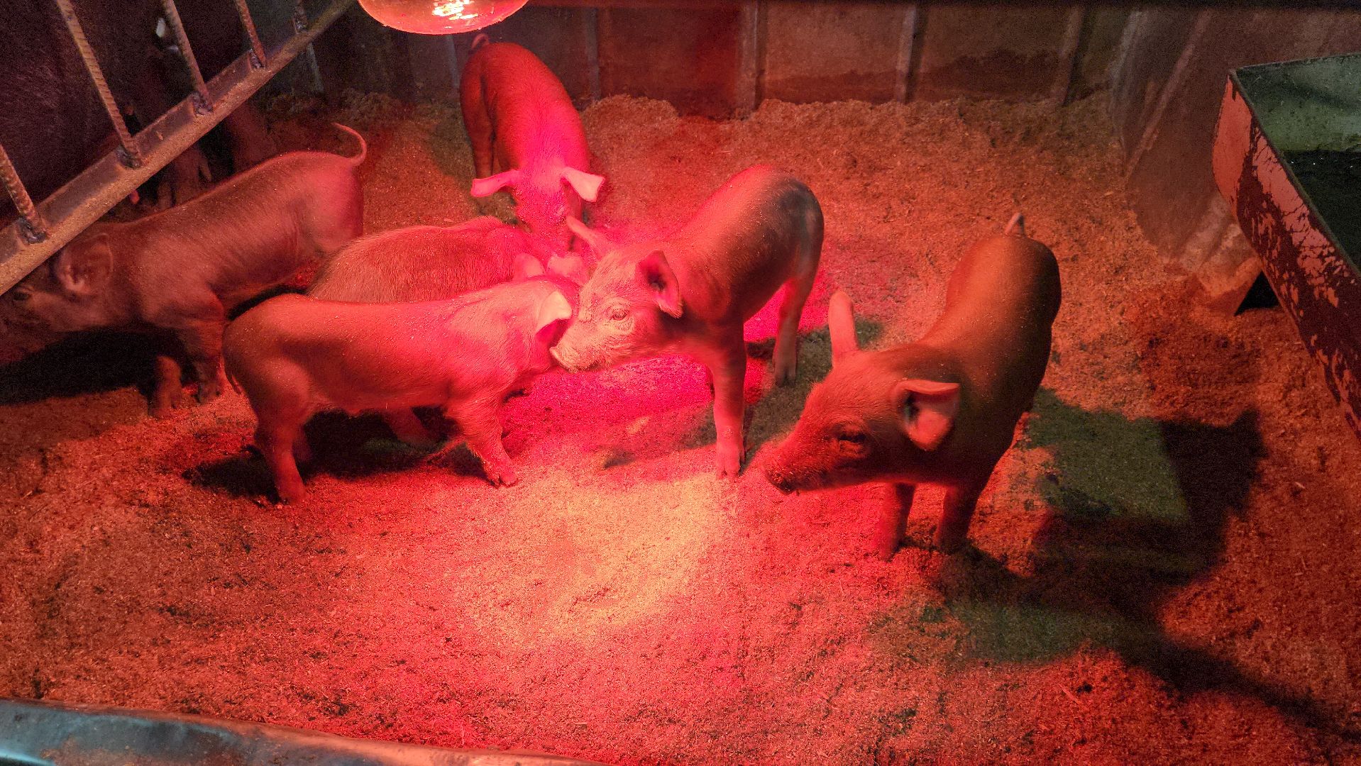 руза, эко-туризм, эко-ферма, марьино, рузский округ, предприниматели подмосковья, кфх,