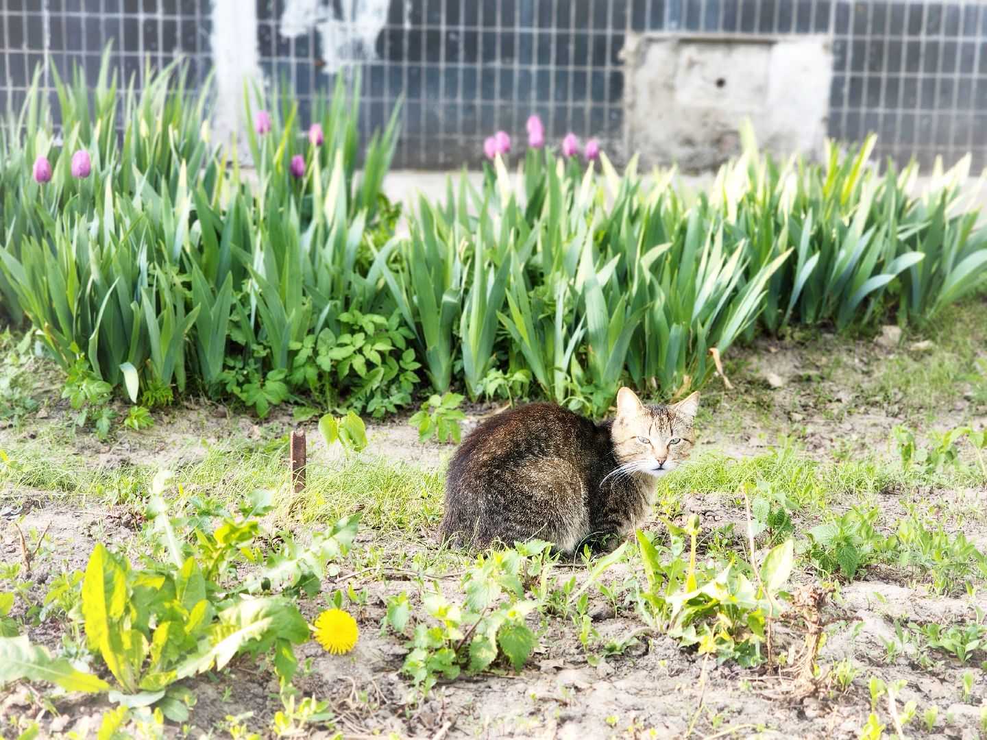 пущино, серпухов, благоустройство, месячник благоустройства,