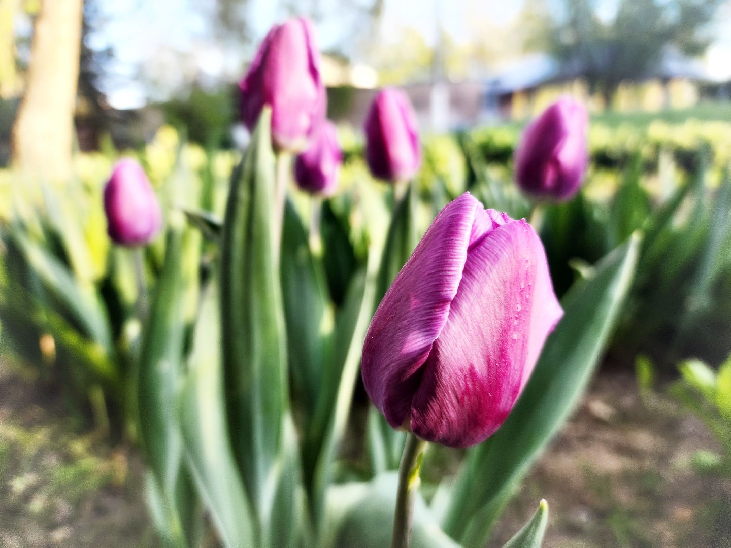 пущино, серпухов, благоустройство, месячник благоустройства,